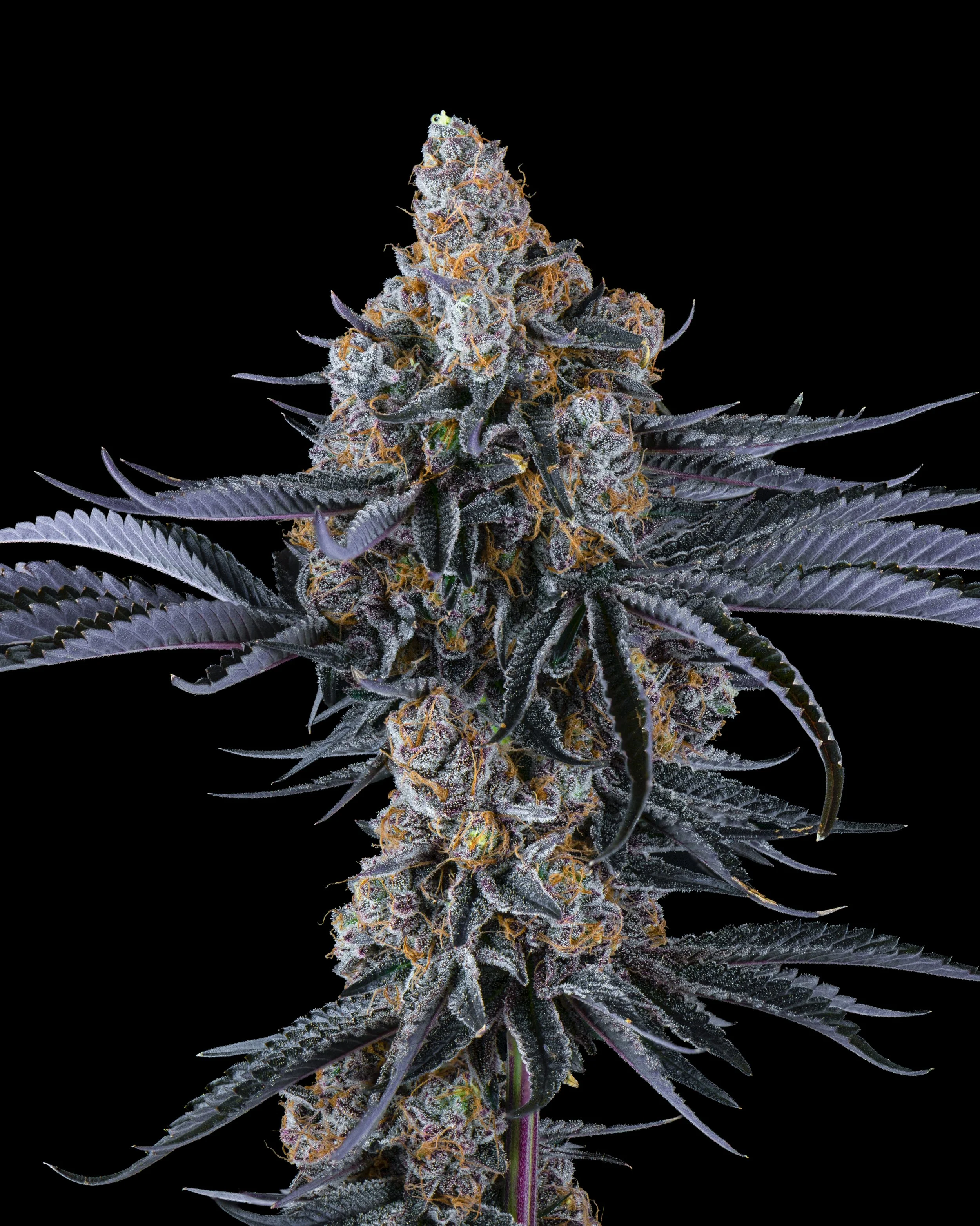 FIRE FRESH B19 HARVEST - WS - WEB-2.jpg