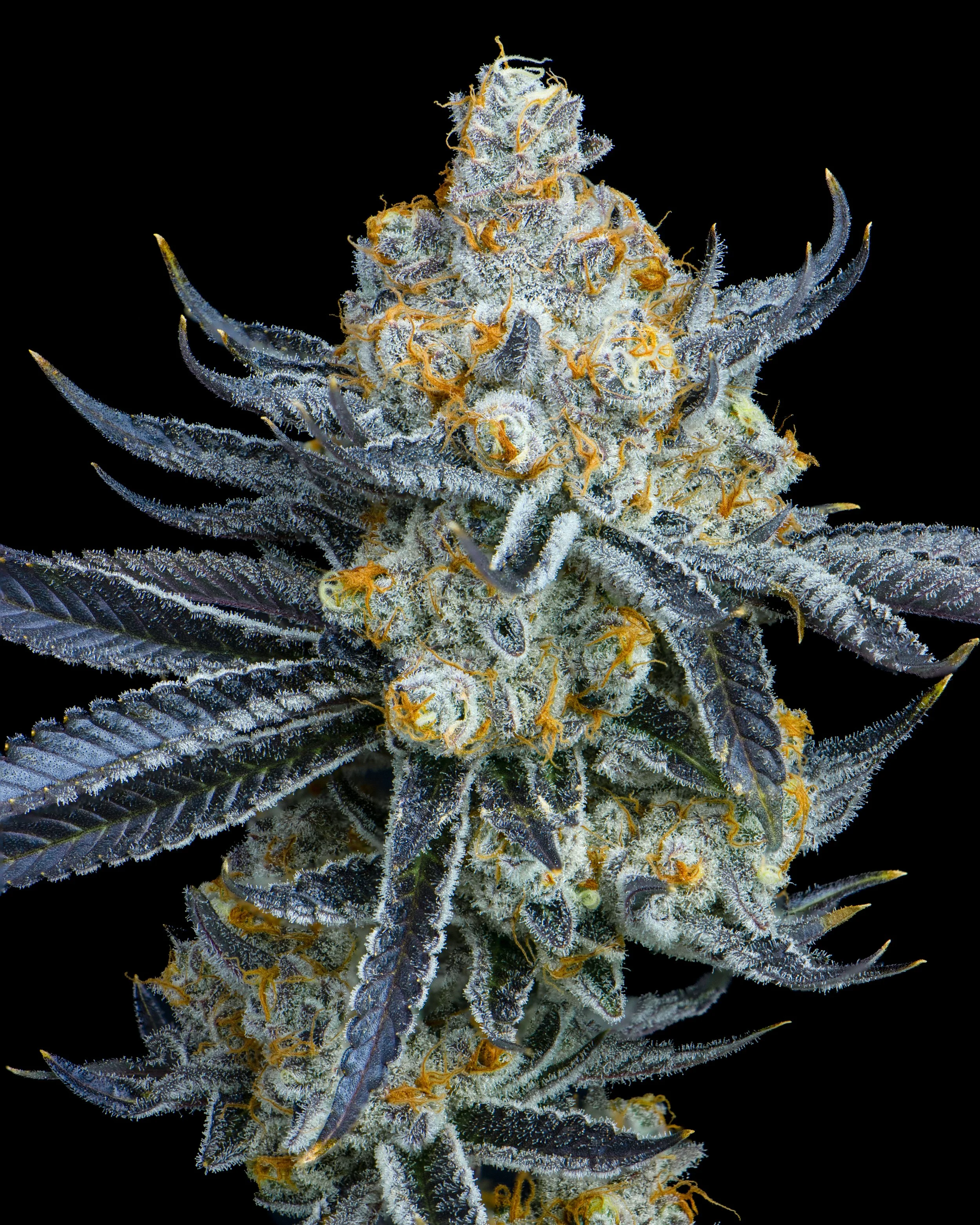 WEBSITE ASSET 2025 L&L cultivation-25.jpg