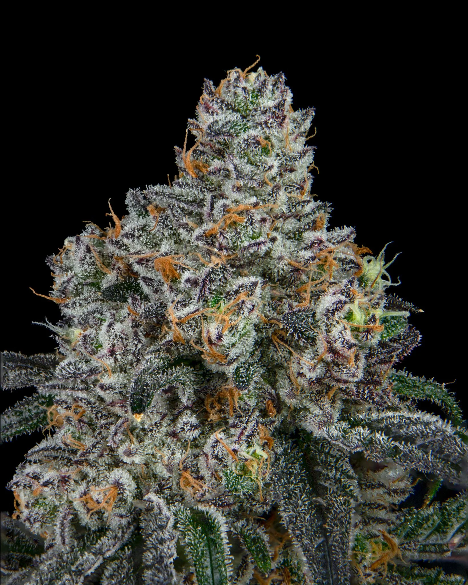 GARLIC ICING - RIVERISDE VIBES - HARVEST SHOOT 1-10.jpg