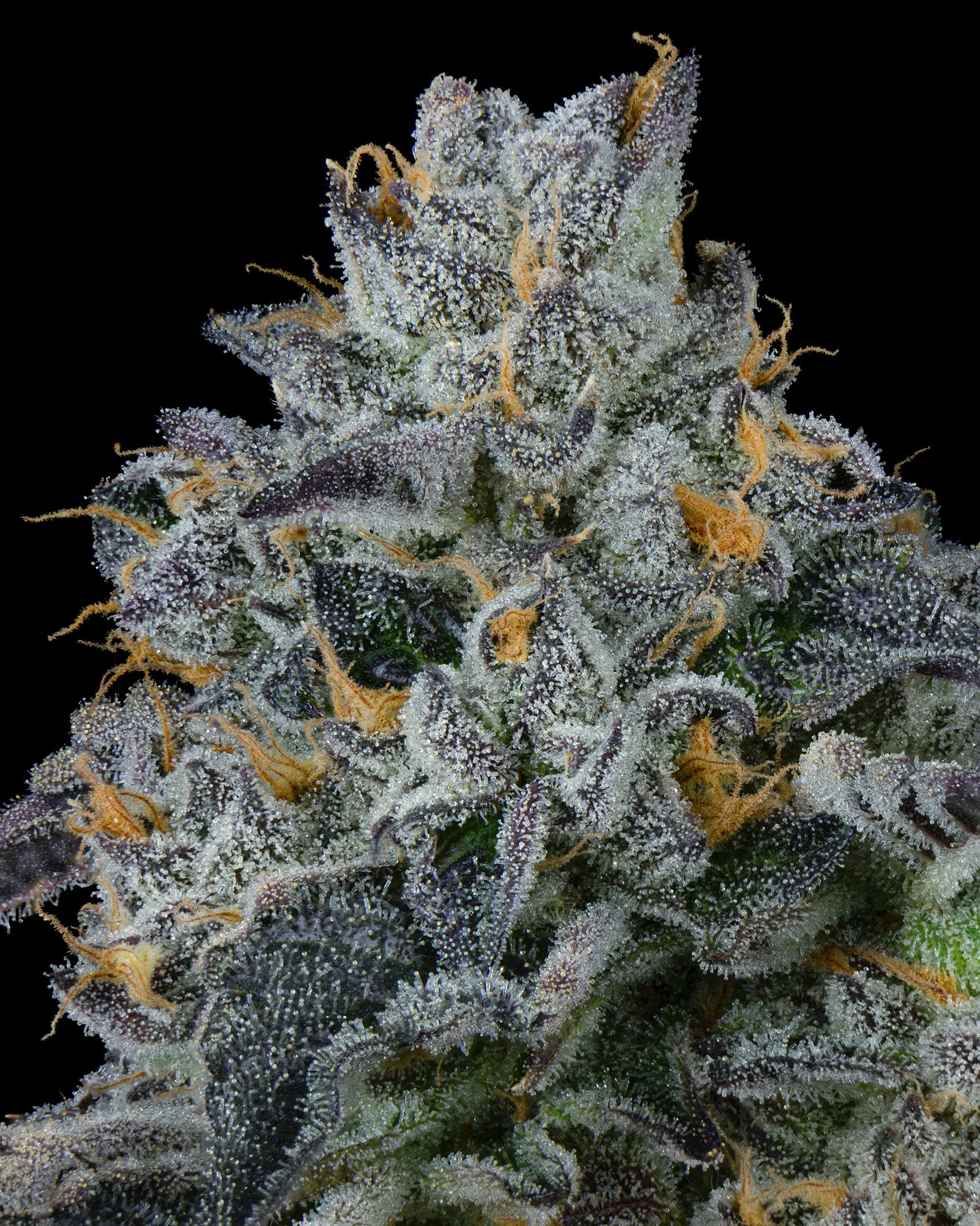 BAGEL - EXILE CANNABIS - HARVEST - 5.jpg