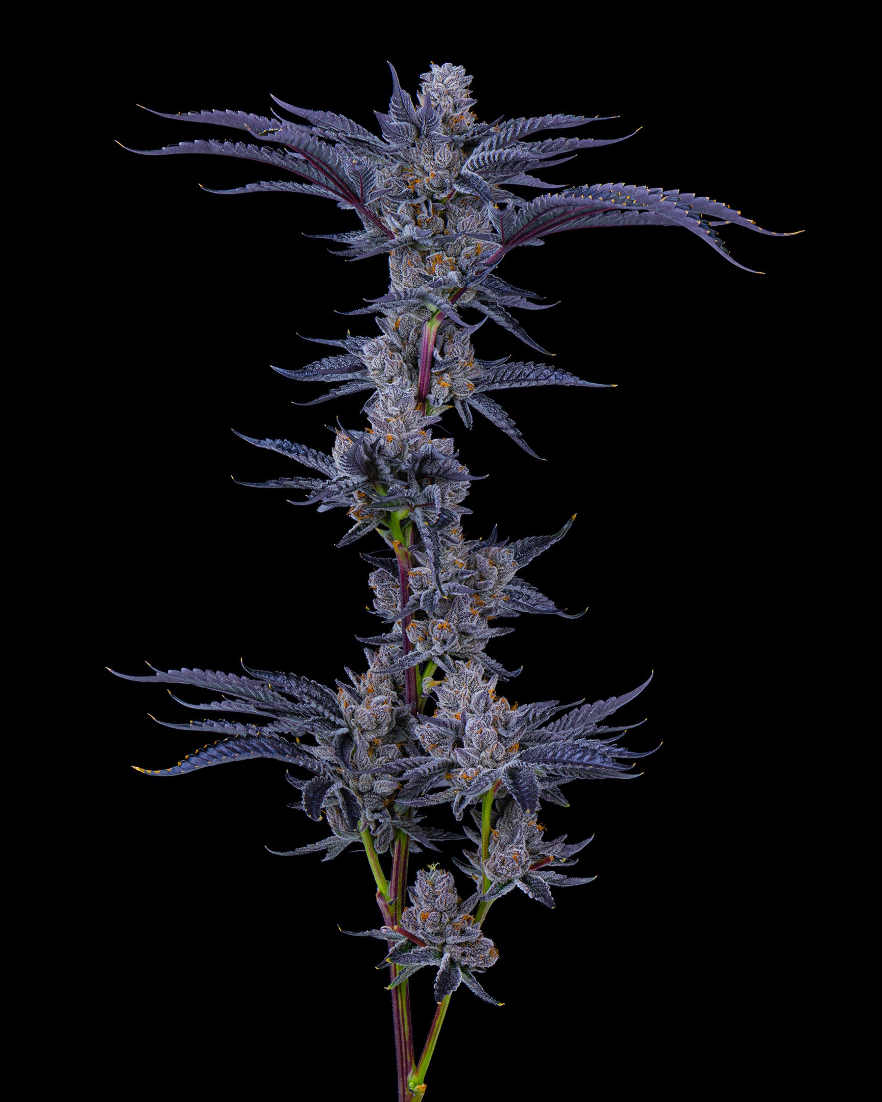 CRUNCH BERRIES EDIT UPDATE - EXILE CANNABIS SHOOT 1-7.jpg