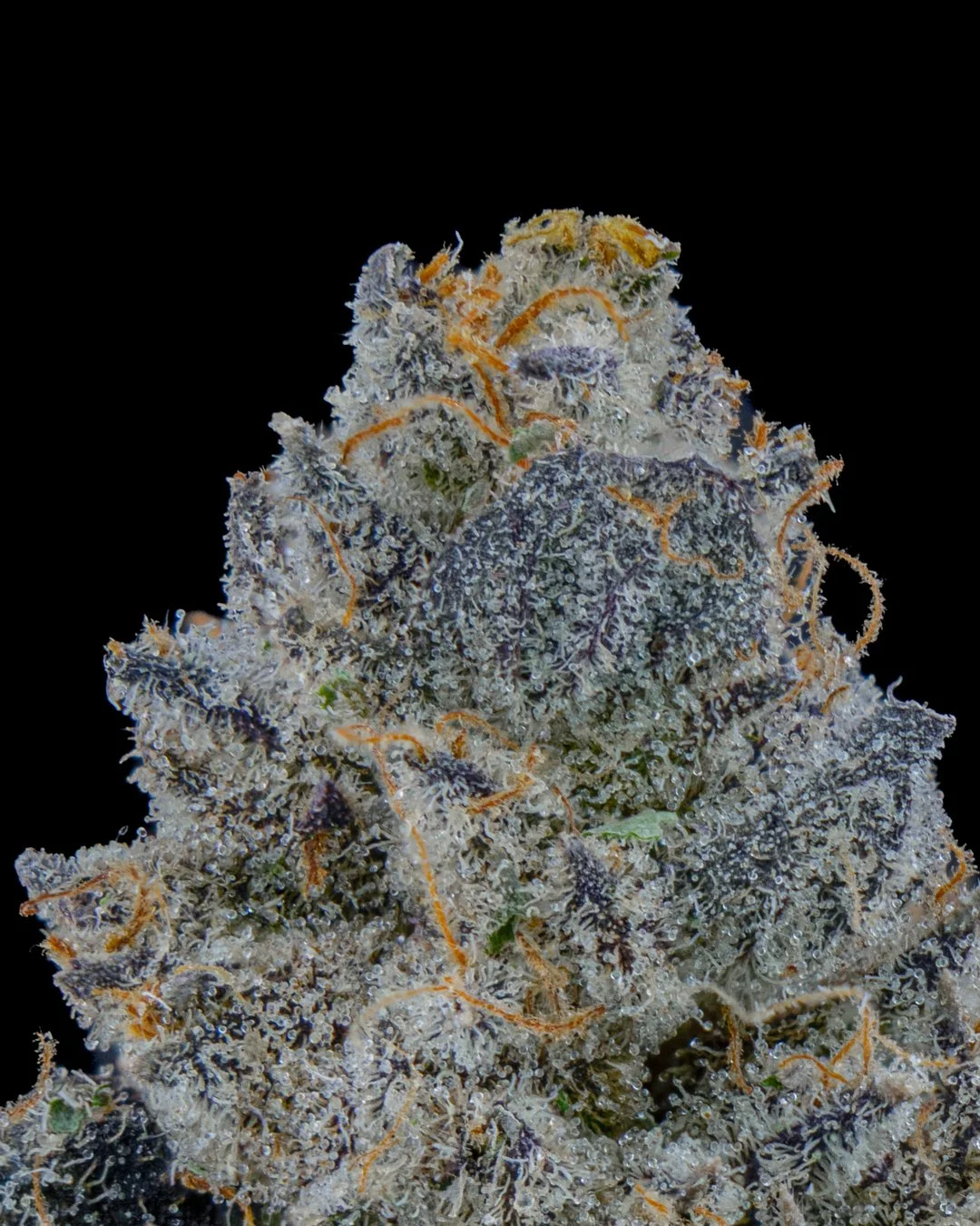 CHERRY PAYTON - FUNKS SHOOT 1  - CURED MENU-5.jpg