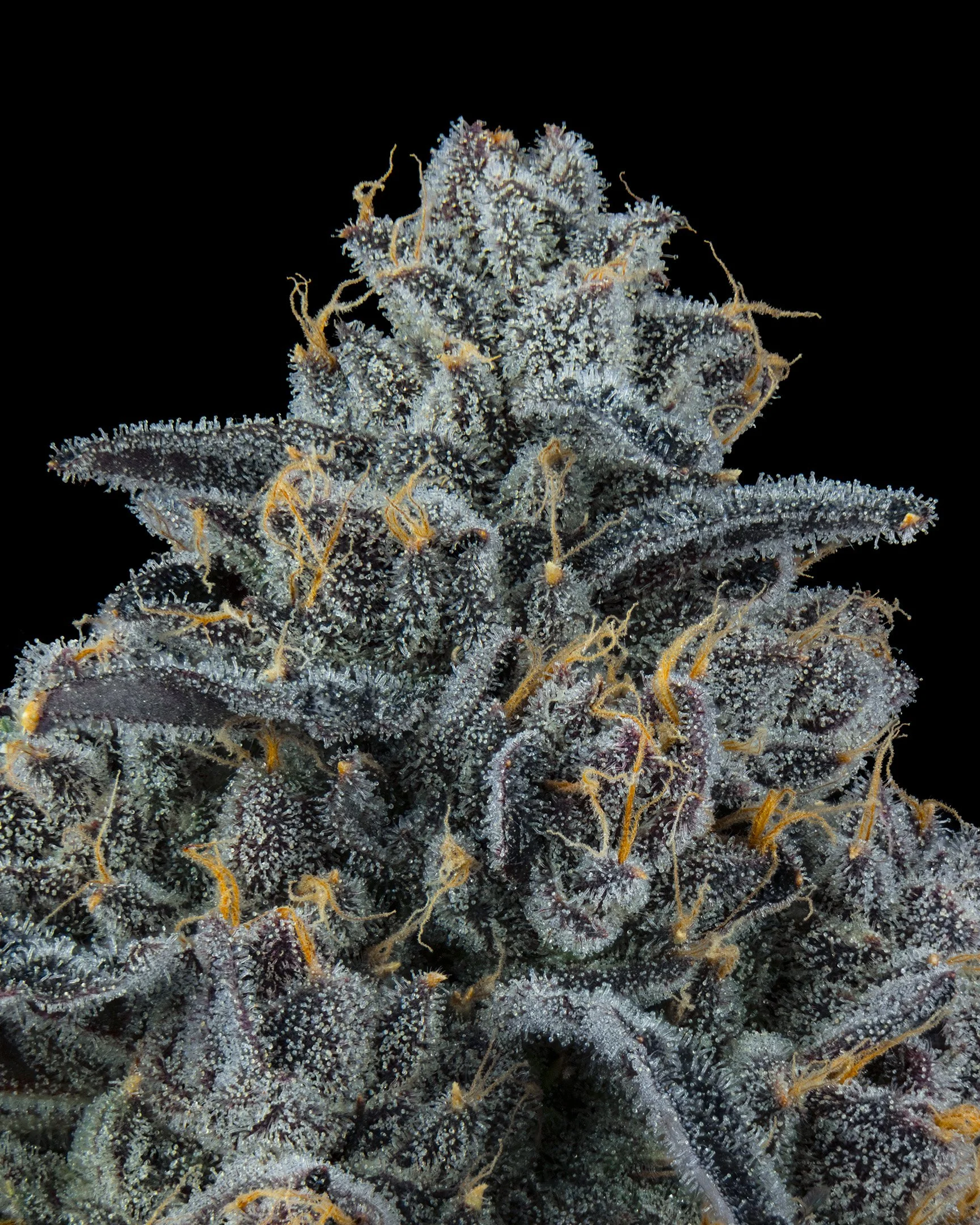 TRAK - EXILE CANNABIS - HARVEST - 4.jpg