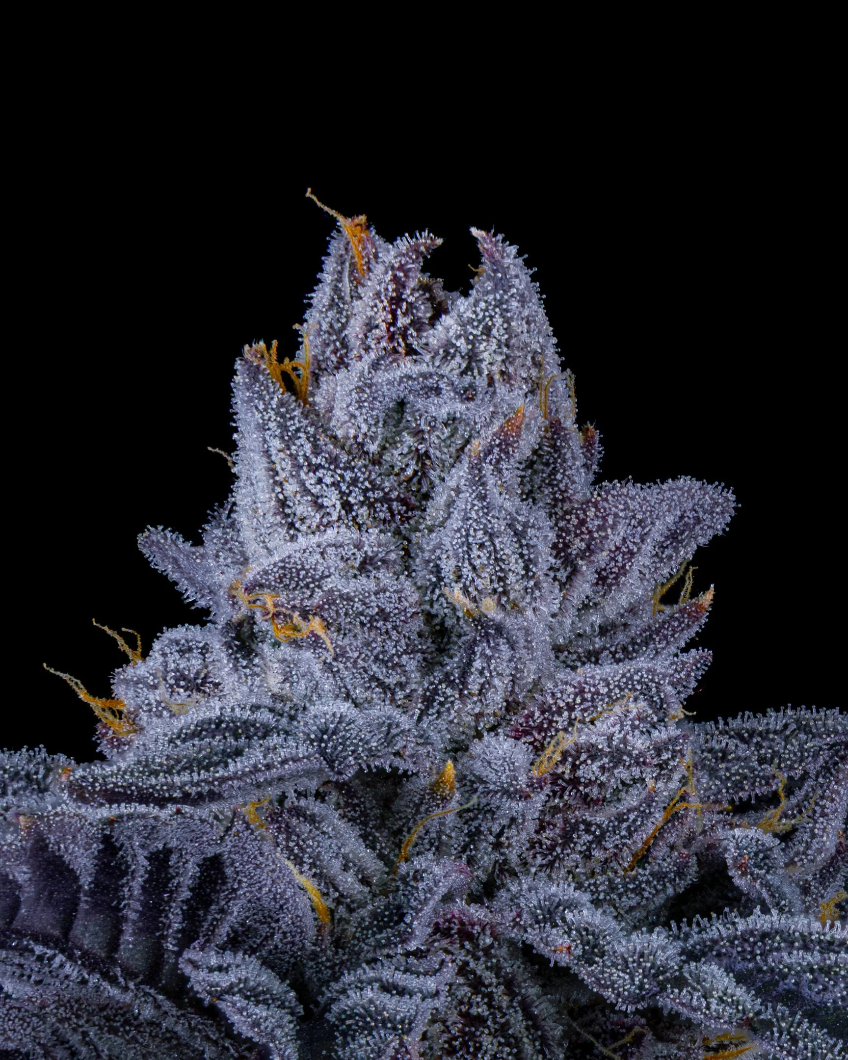 RED HOTZ EDIT UPDATE - EXILE CANNABIS SHOOT 1-3.jpg