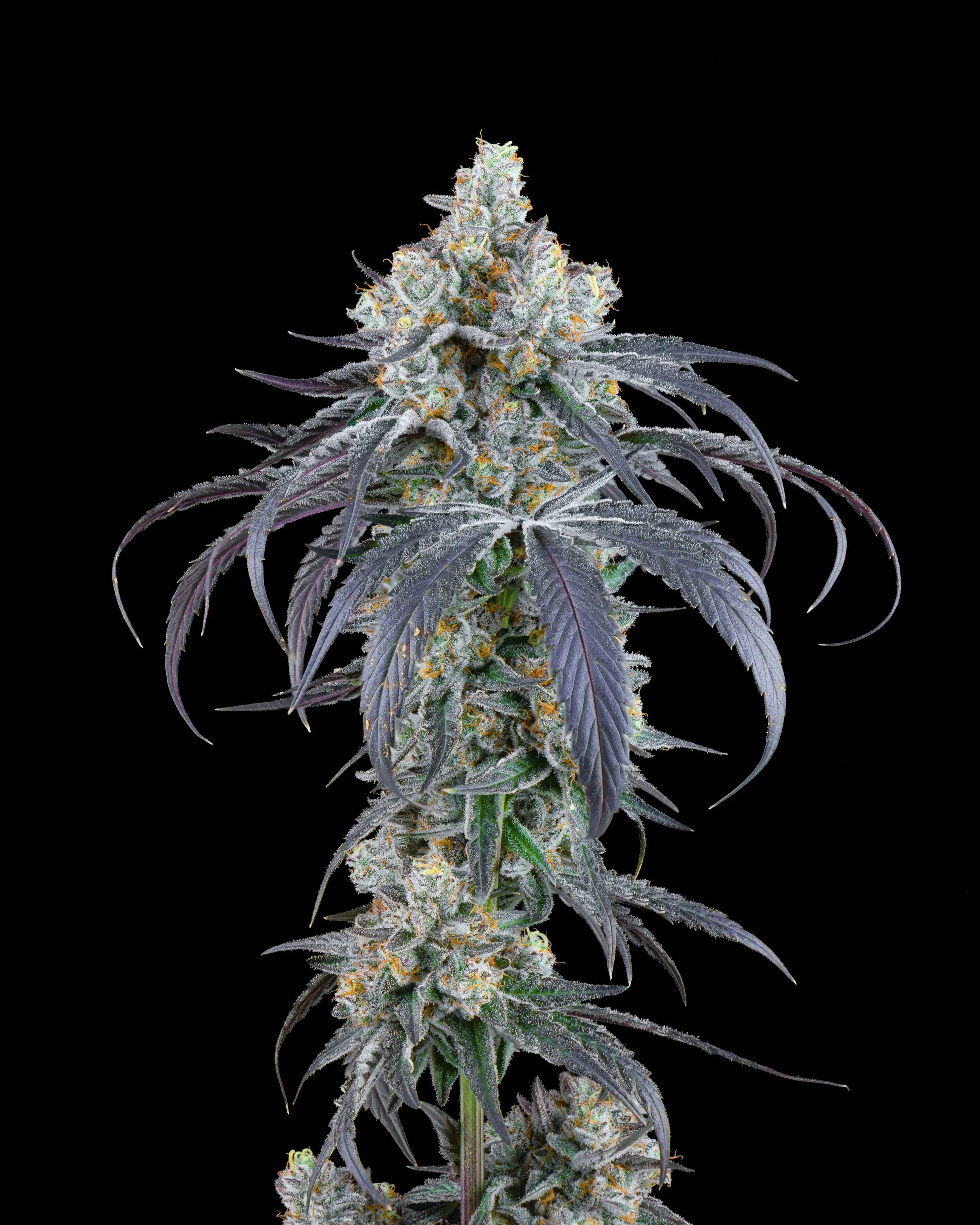 FIRE FRESH B19 HARVEST - FTK - WEB-4.jpg