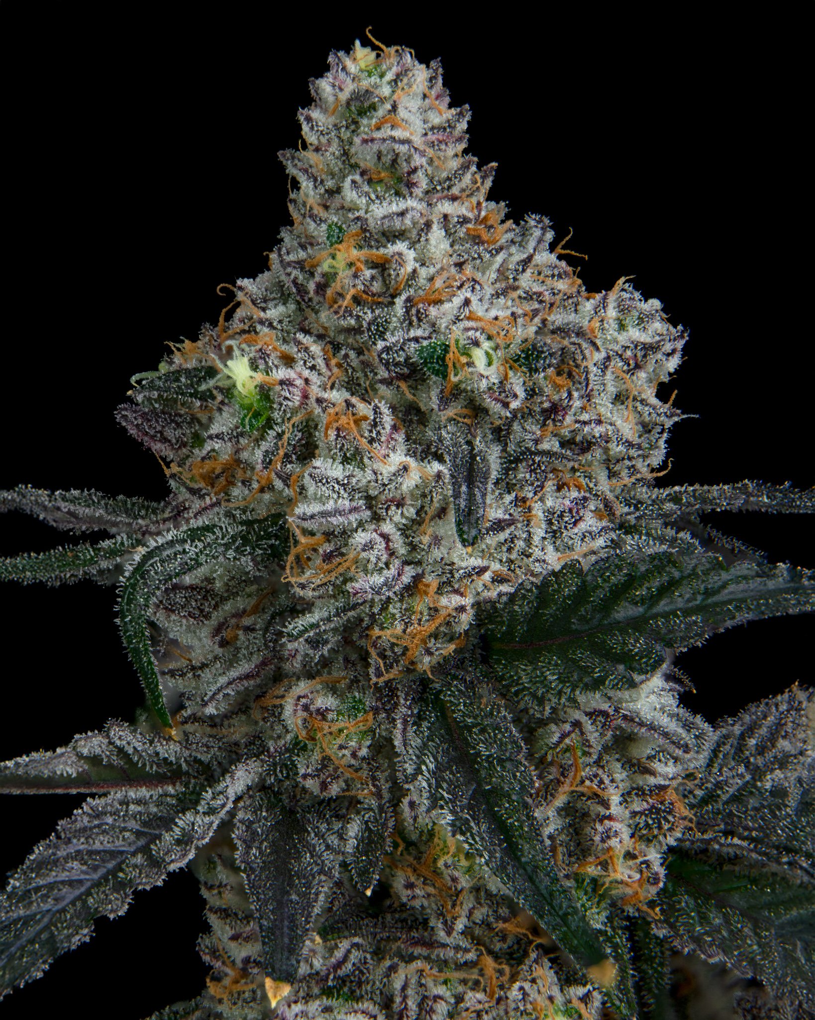 GARLIC ICING - RIVERISDE VIBES - HARVEST SHOOT 1-6.jpg