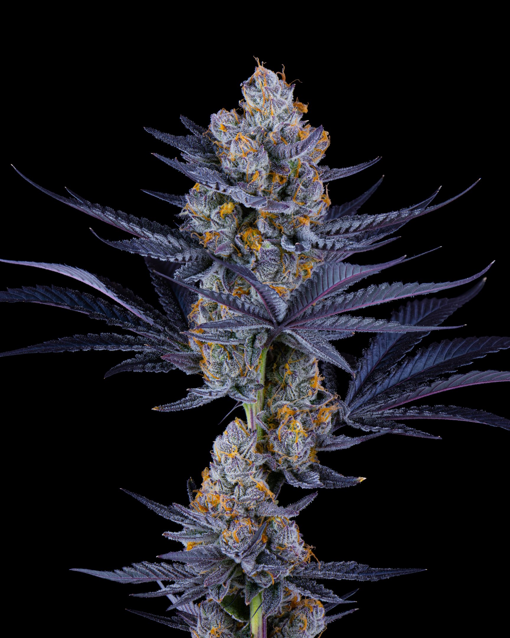 TROPICAL DREAMS FFF 26-B1-2.jpg