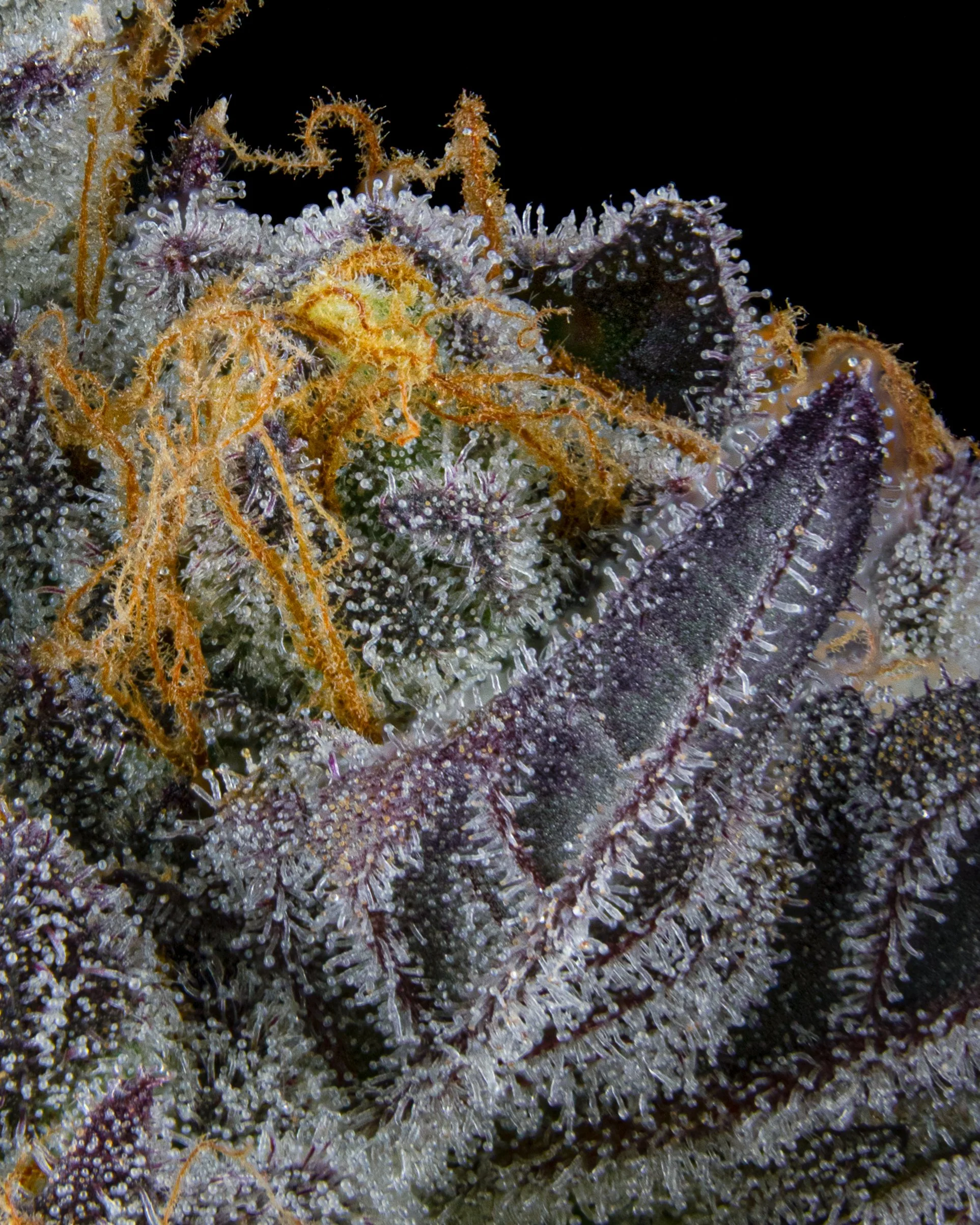 FIRE FRESH B19 HARVEST - TR-9.jpg