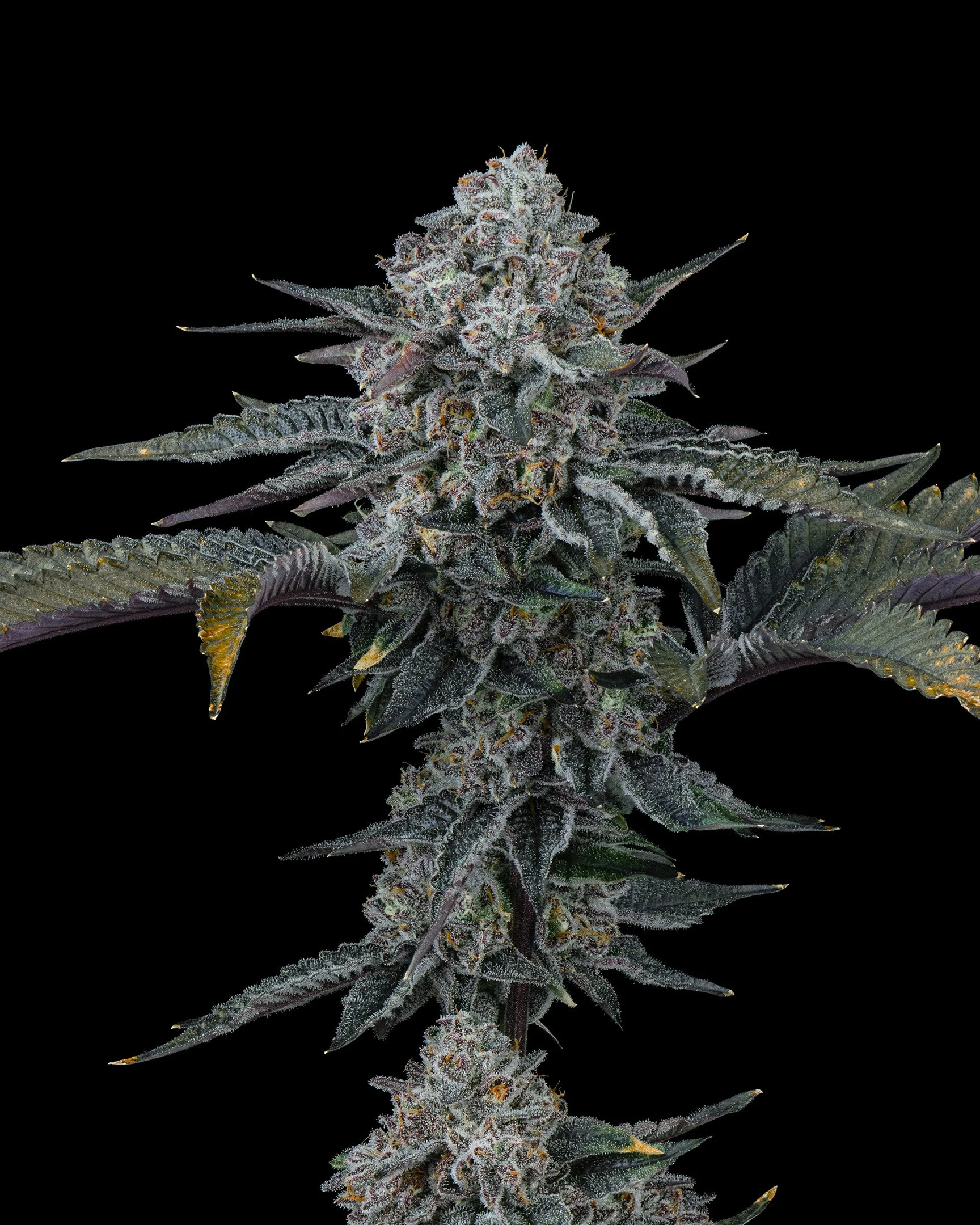 POJ - EXILE CANNABIS - HARVEST - 7.jpg