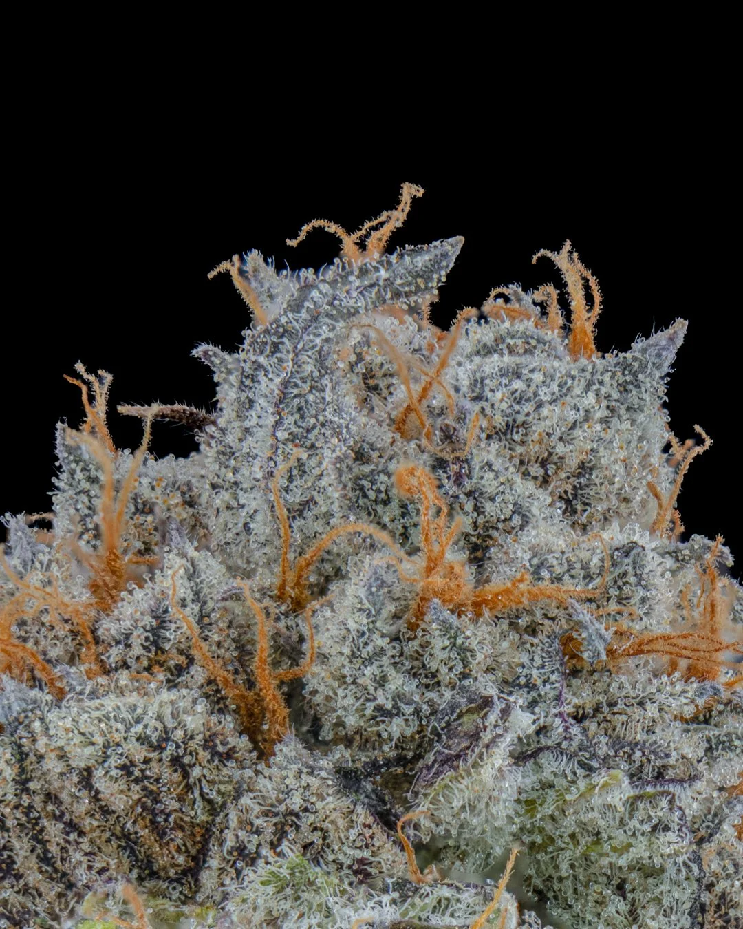 CANDIED ORANGES - FUNKS SHOOT 1  - CURED MENU-3.jpg