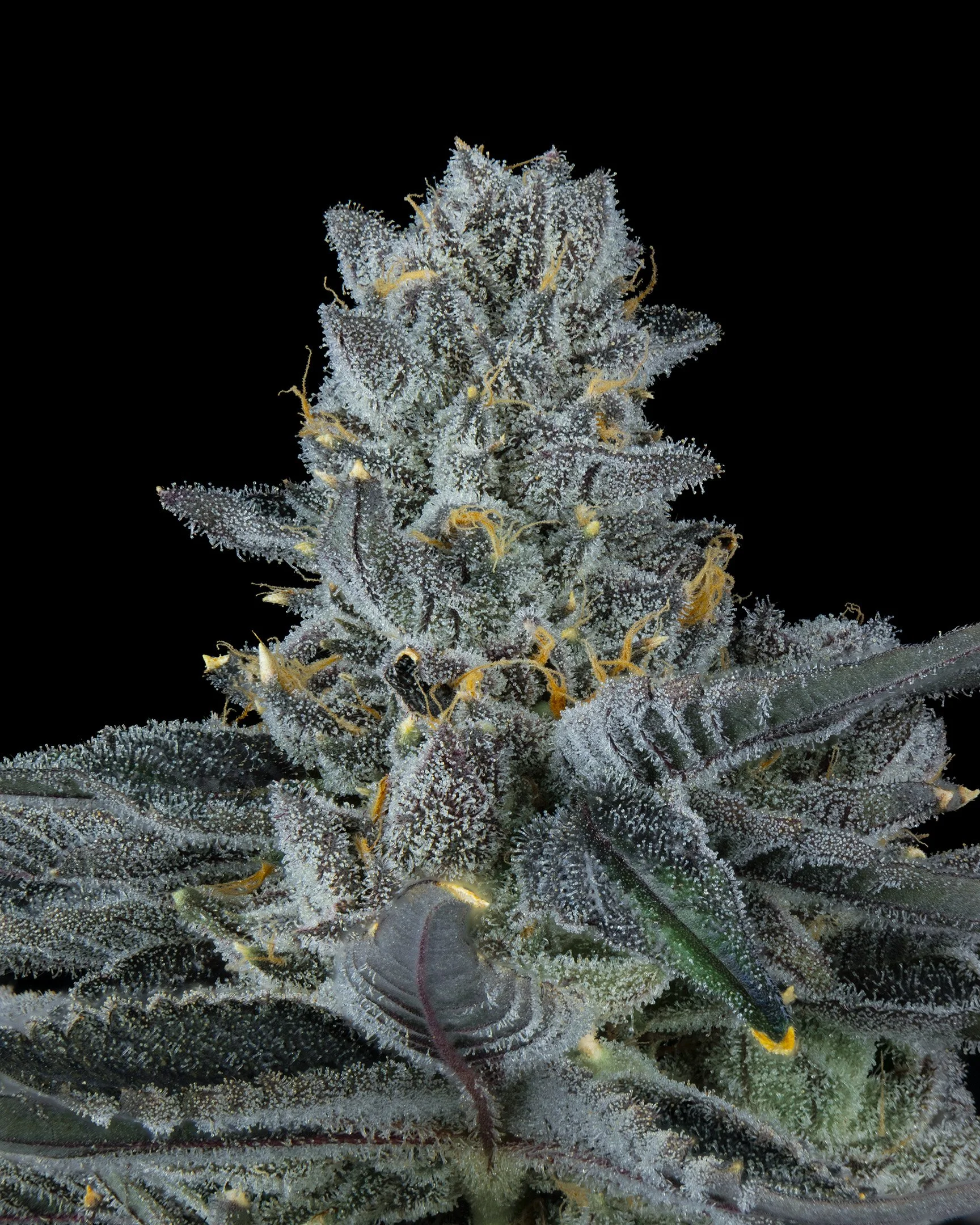 ZAP PRIME - EXILE CANNABIS - HARVEST - 6.jpg
