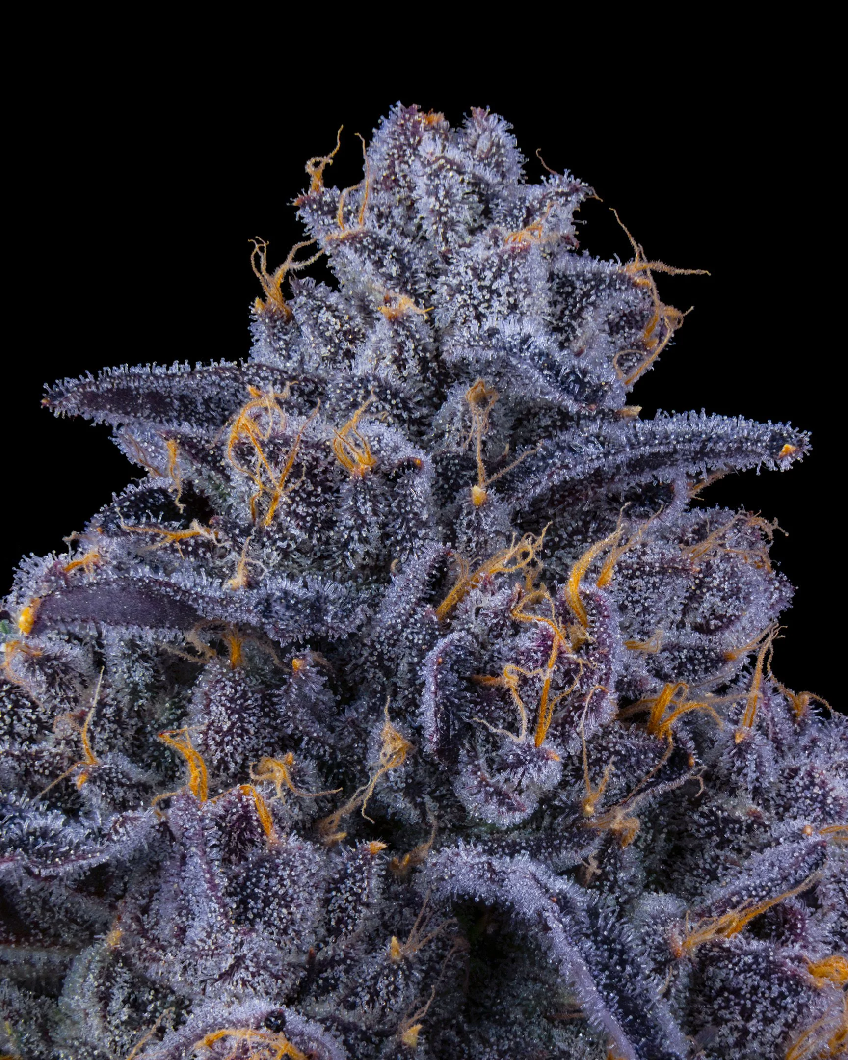 TRACK HAWK EDIT UPDATE - EXILE CANNABIS SHOOT 1-4.jpg