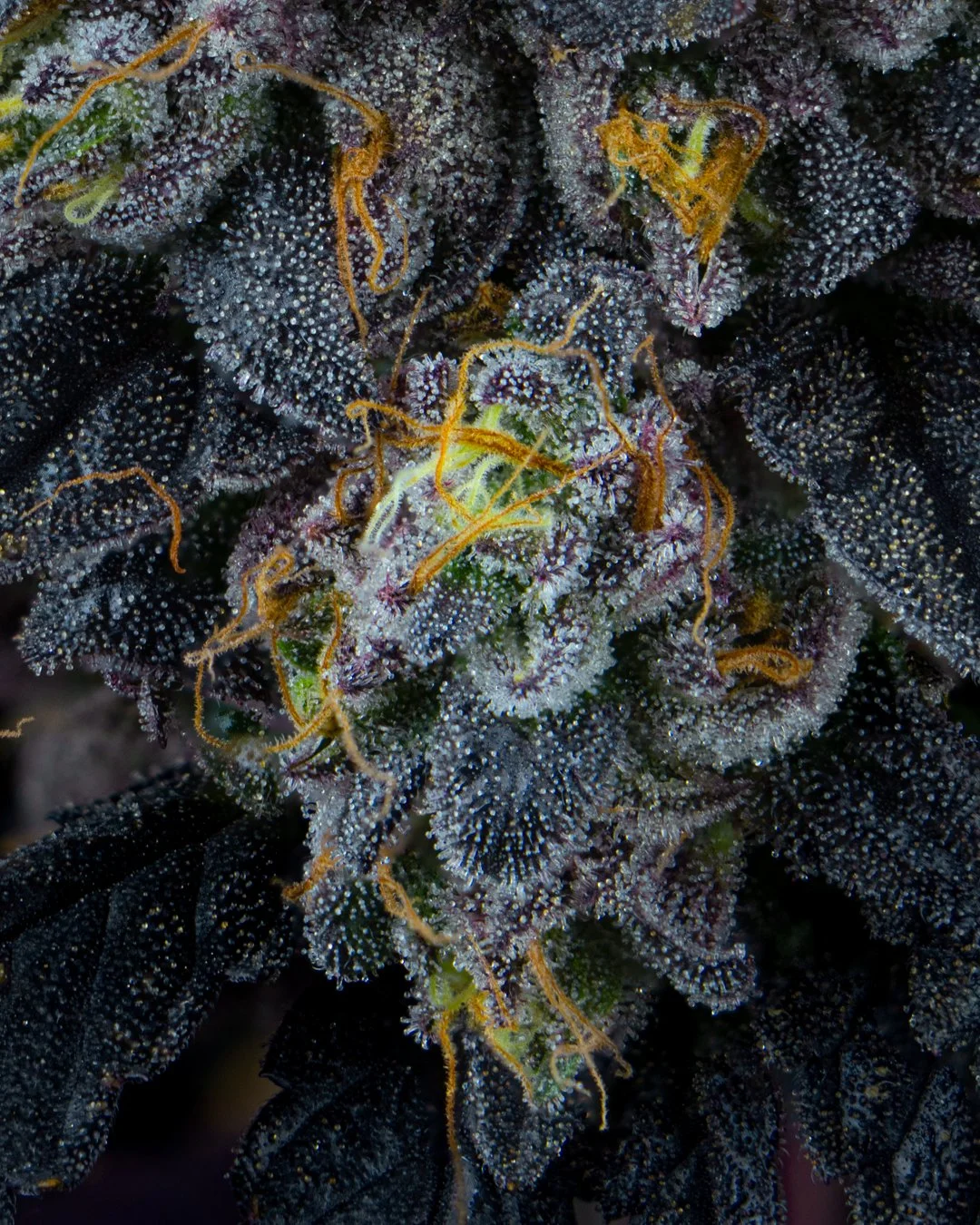 mochi gelato harvest-3.jpg