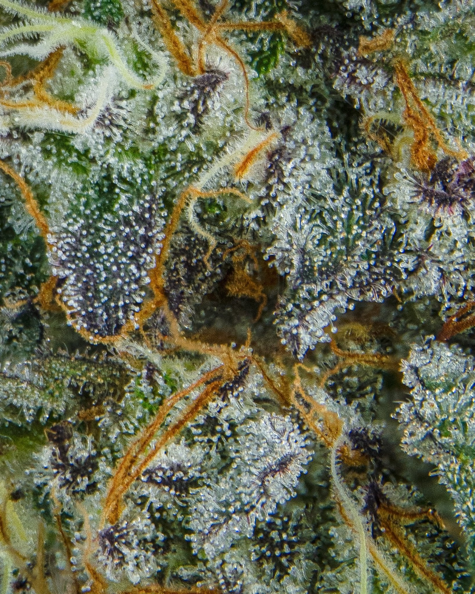 GARLIC C - RIVERISDE VIBES - HARVEST SHOOT 1-15.jpg