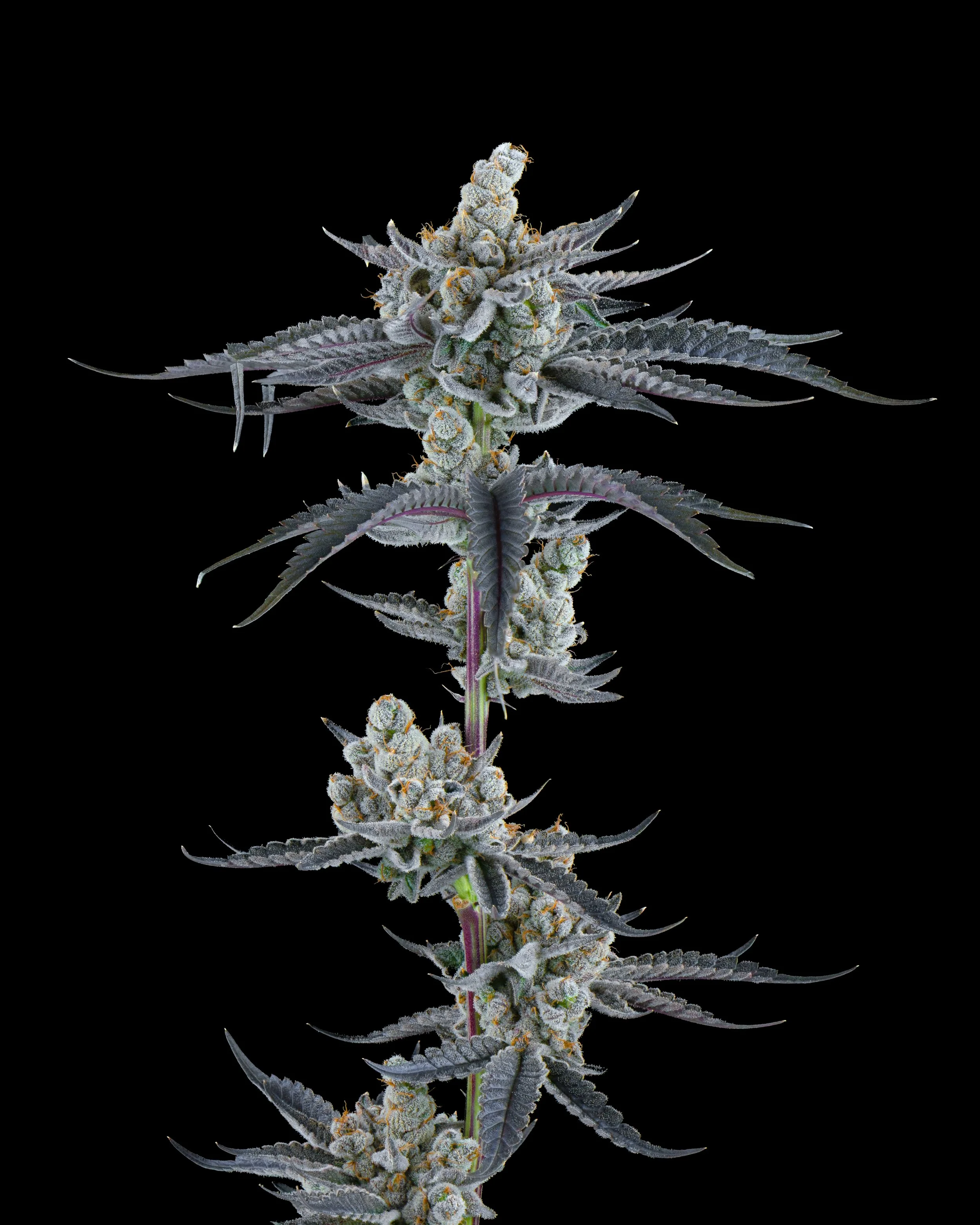 FIRE FRESH B19 HARVEST - JB-2.jpg
