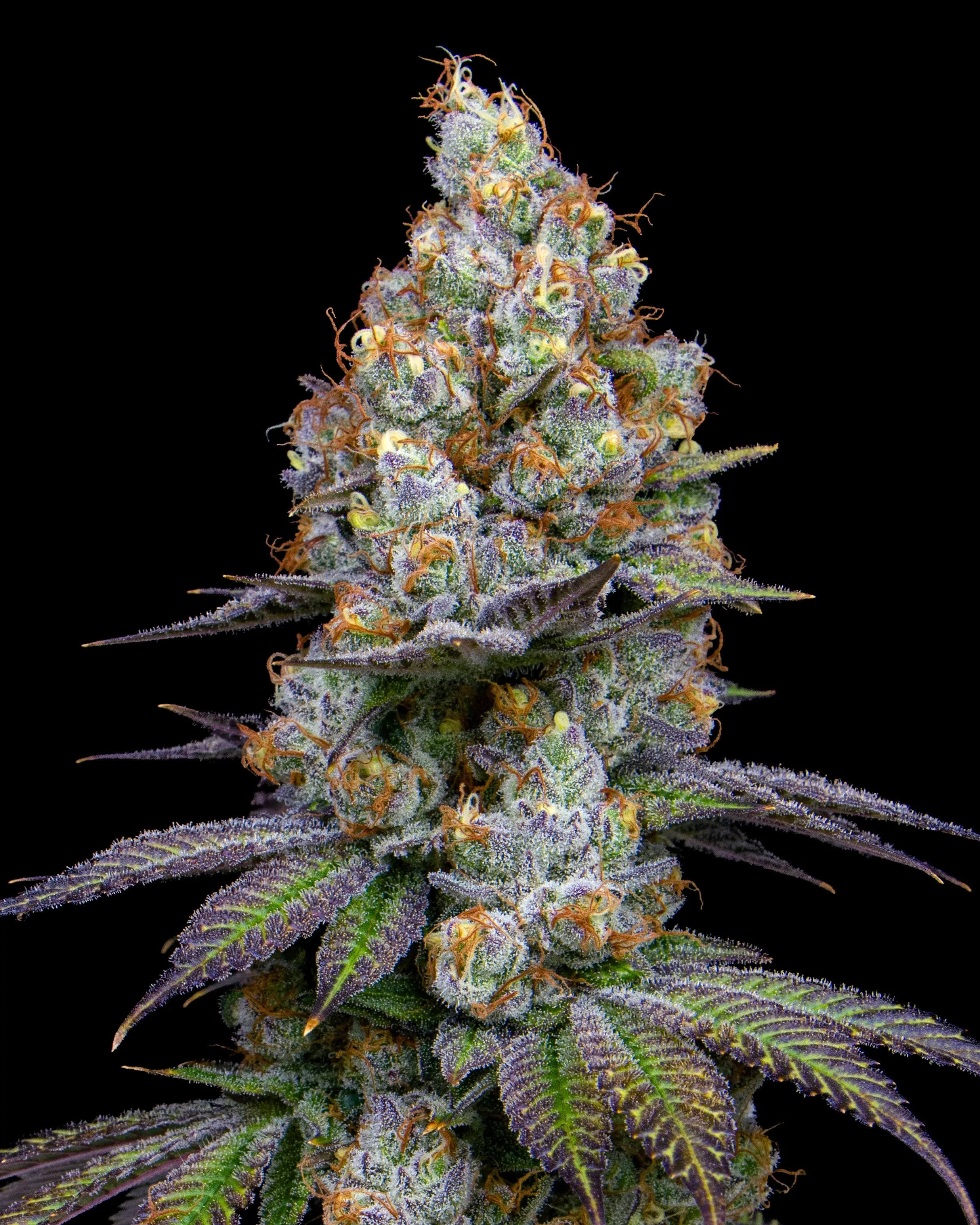 CGC B15 HARVEST-3.jpg