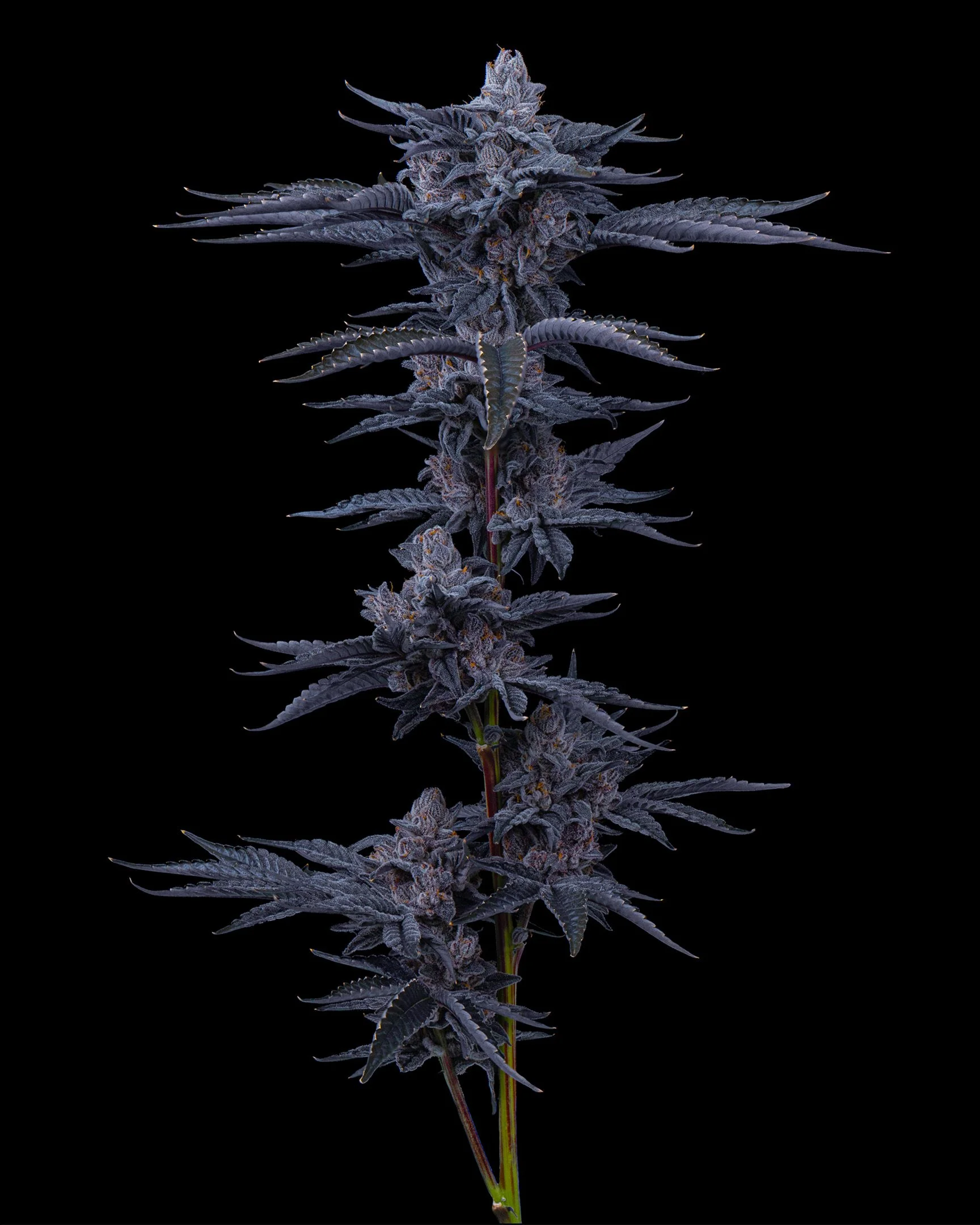 RED HOTZ EDIT UPDATE - EXILE CANNABIS SHOOT 1-9.jpg