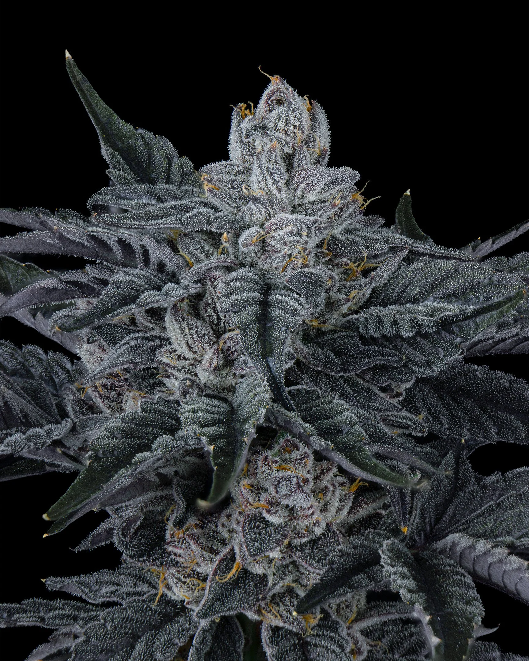 RED HOTZ - EXILE CANNABIS - HARVEST - 6.jpg