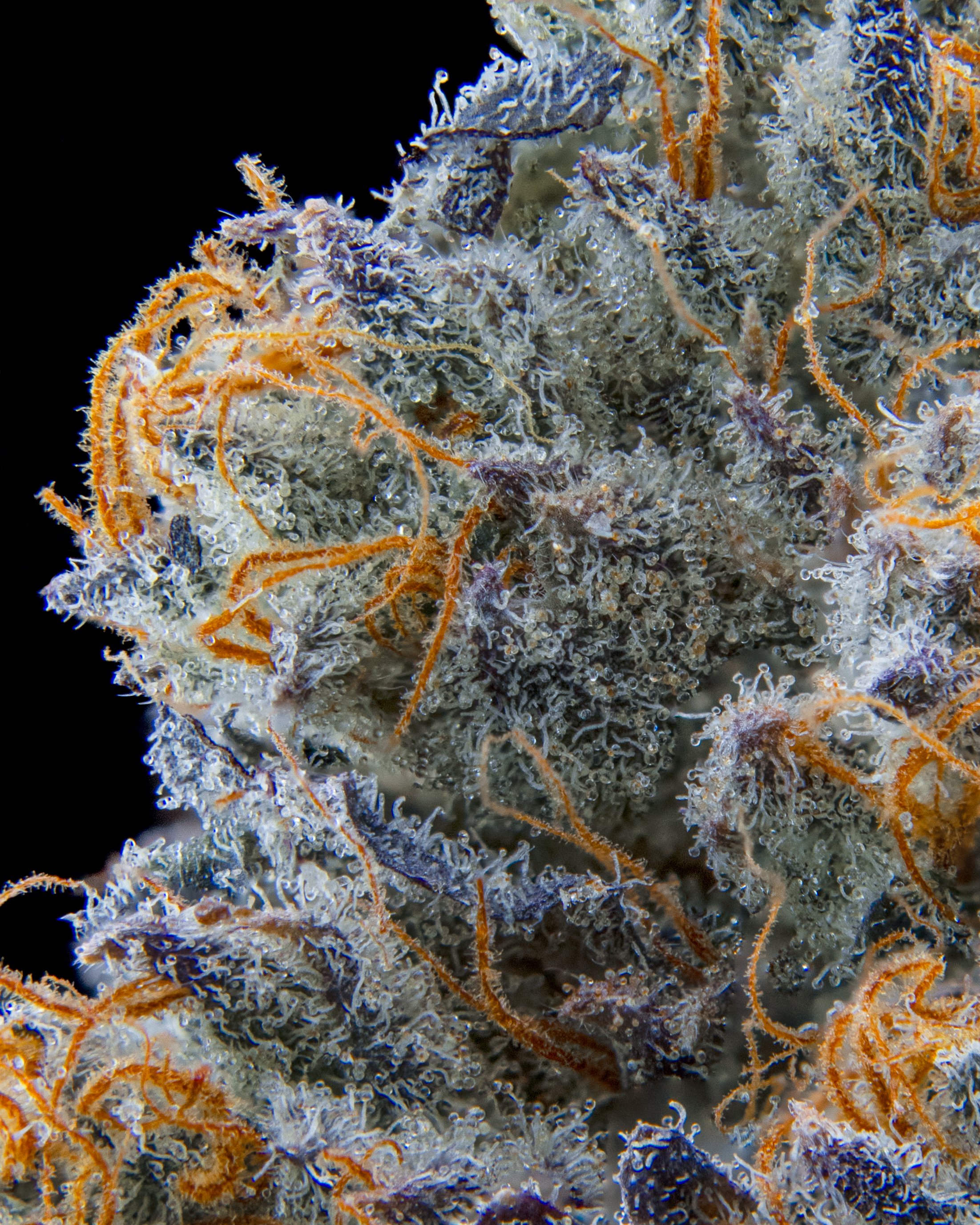 JLX DRY MACRO B16-12.jpg