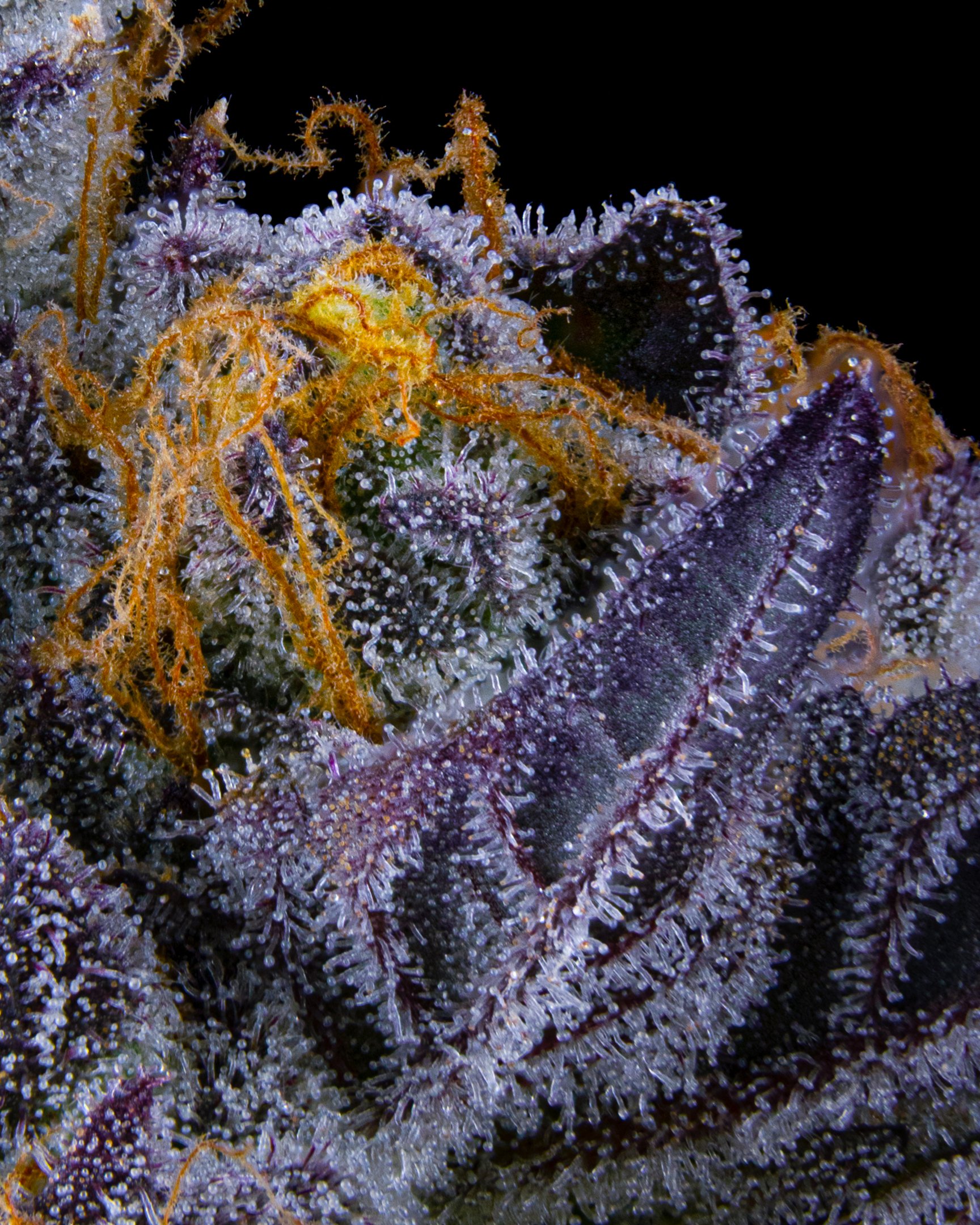 TROPICAL DREAMS FFF 26-B1-9.jpg