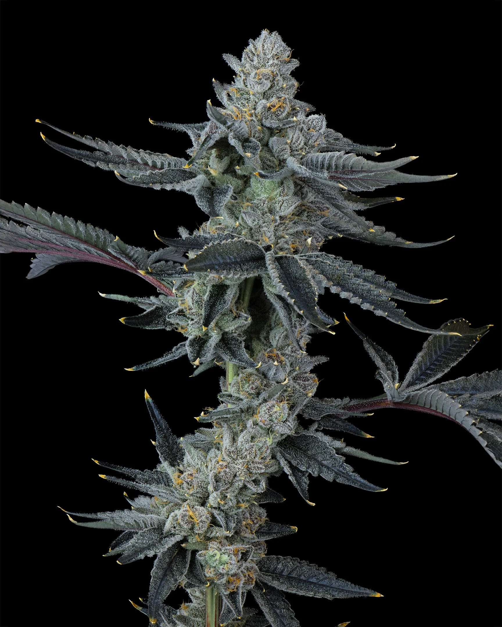 ZAP PRIME - EXILE CANNABIS - HARVEST - 3.jpg