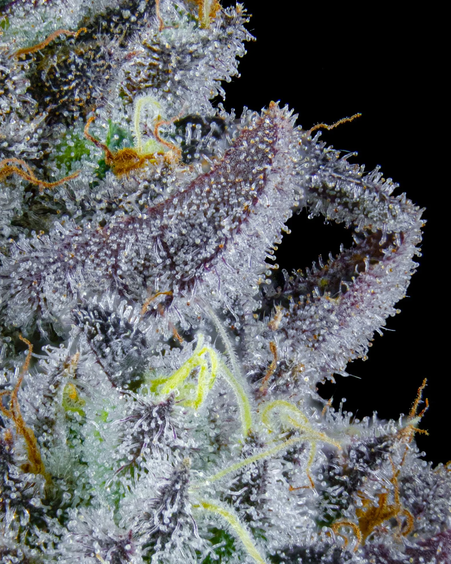 FIRE FRESH B19 HARVEST - FB - WEB-6.jpg