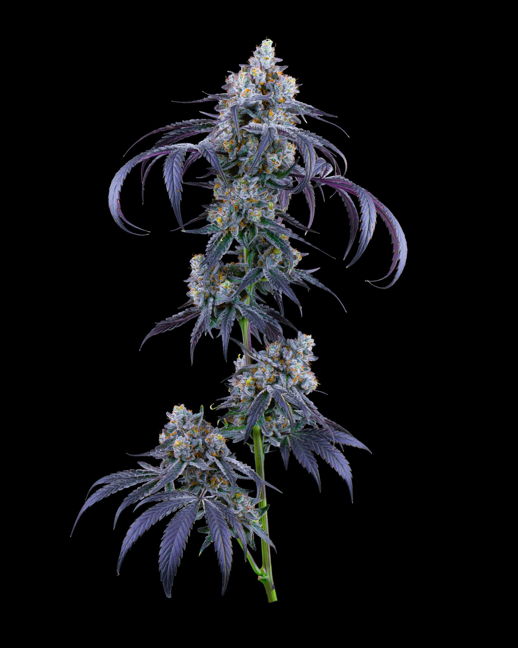 FTC FFF 26-B1.jpg