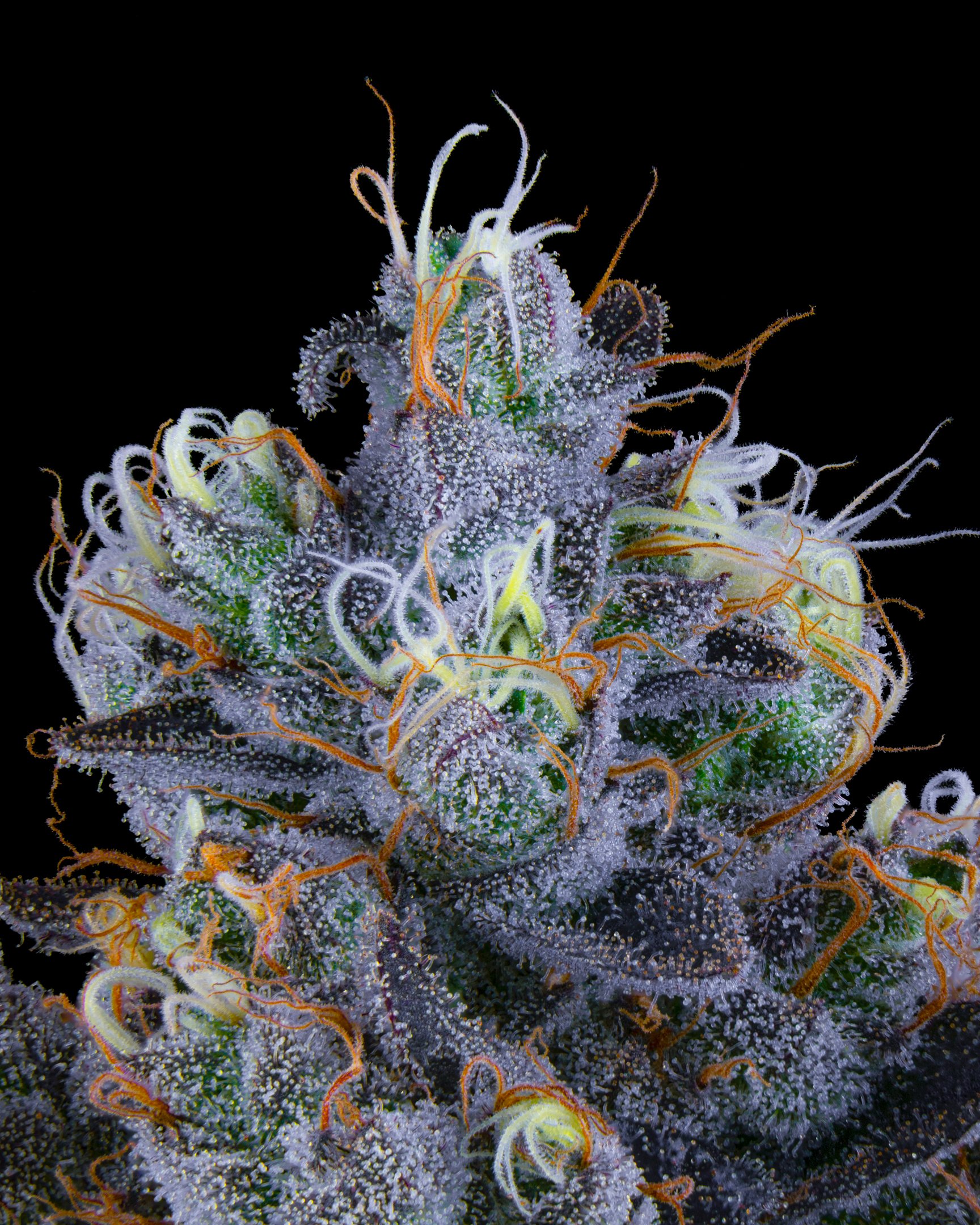 Z GUSHERS FFF 26-B1-8.jpg