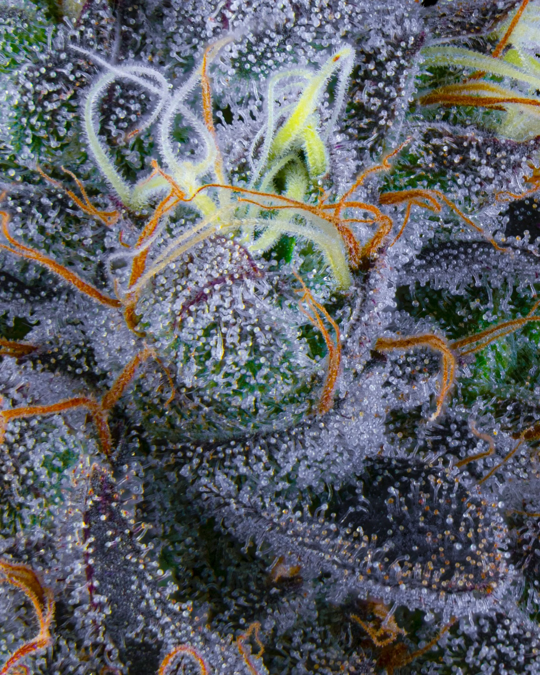 Z GUSHERS FFF 26-B1-10.jpg