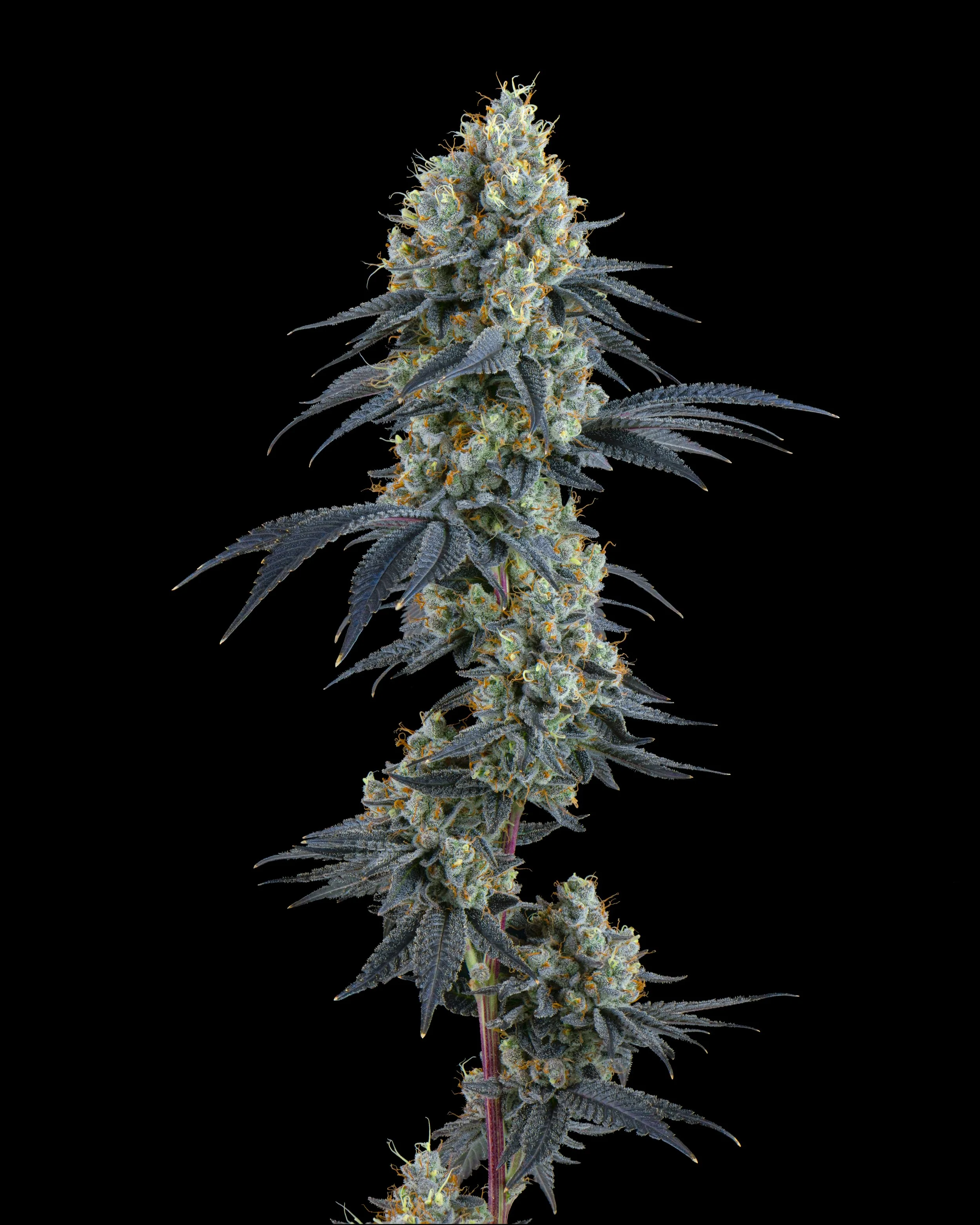 FIRE FRESH B19 HARVEST - ZG-3.jpg