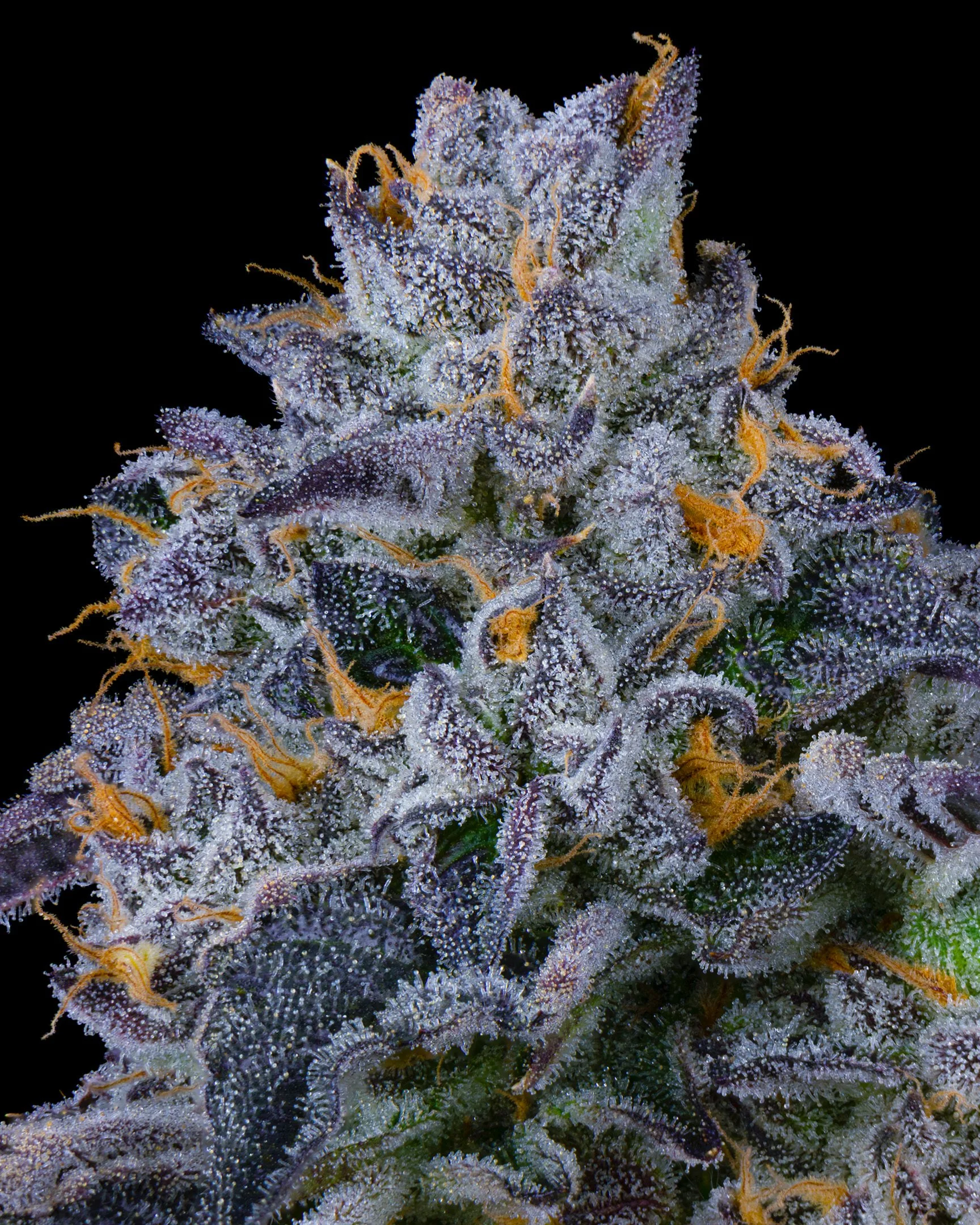 8%22 BAGEL EDIT UPDATE - EXILE CANNABIS SHOOT 1-5.jpg