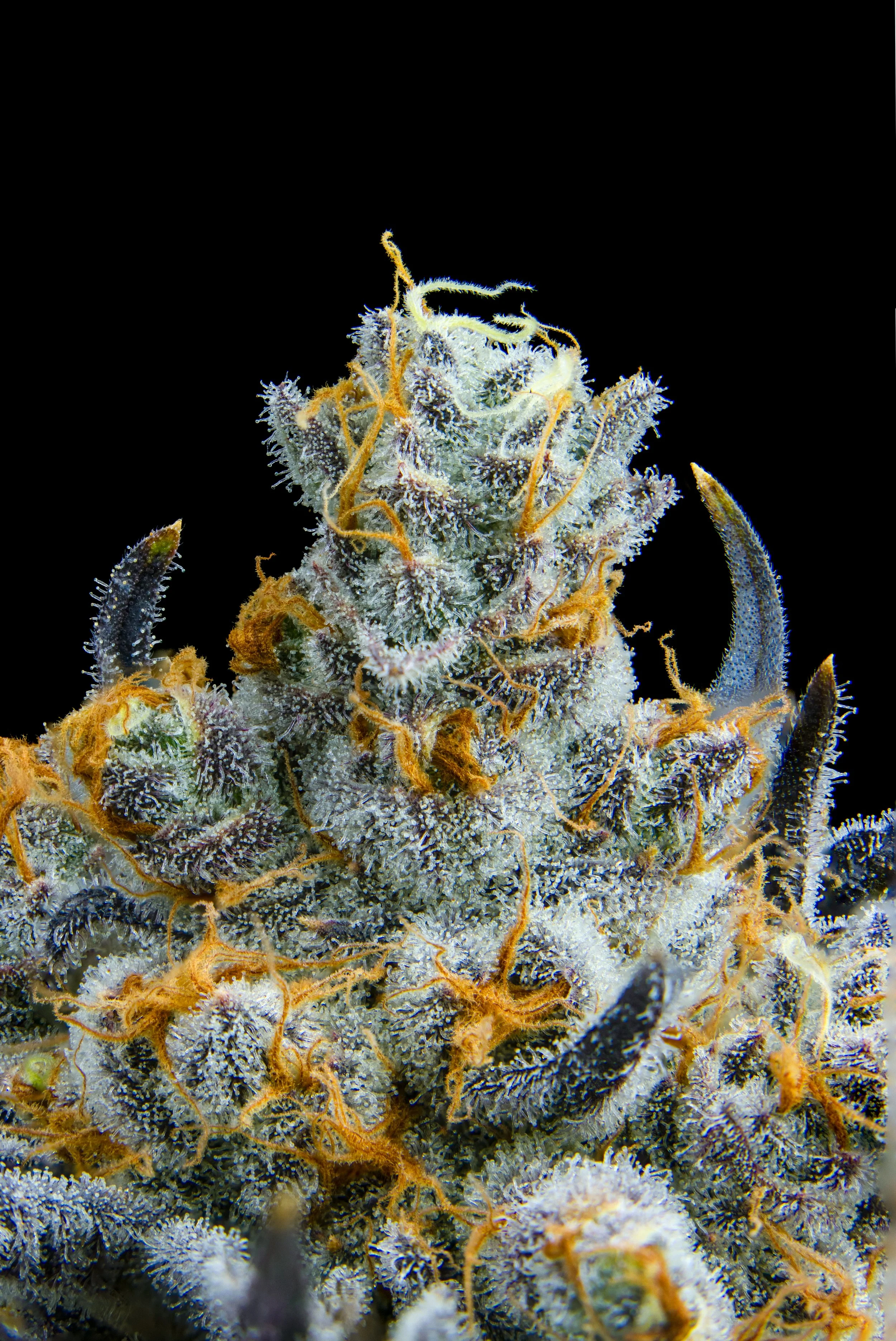 plat mango b15-2.jpg