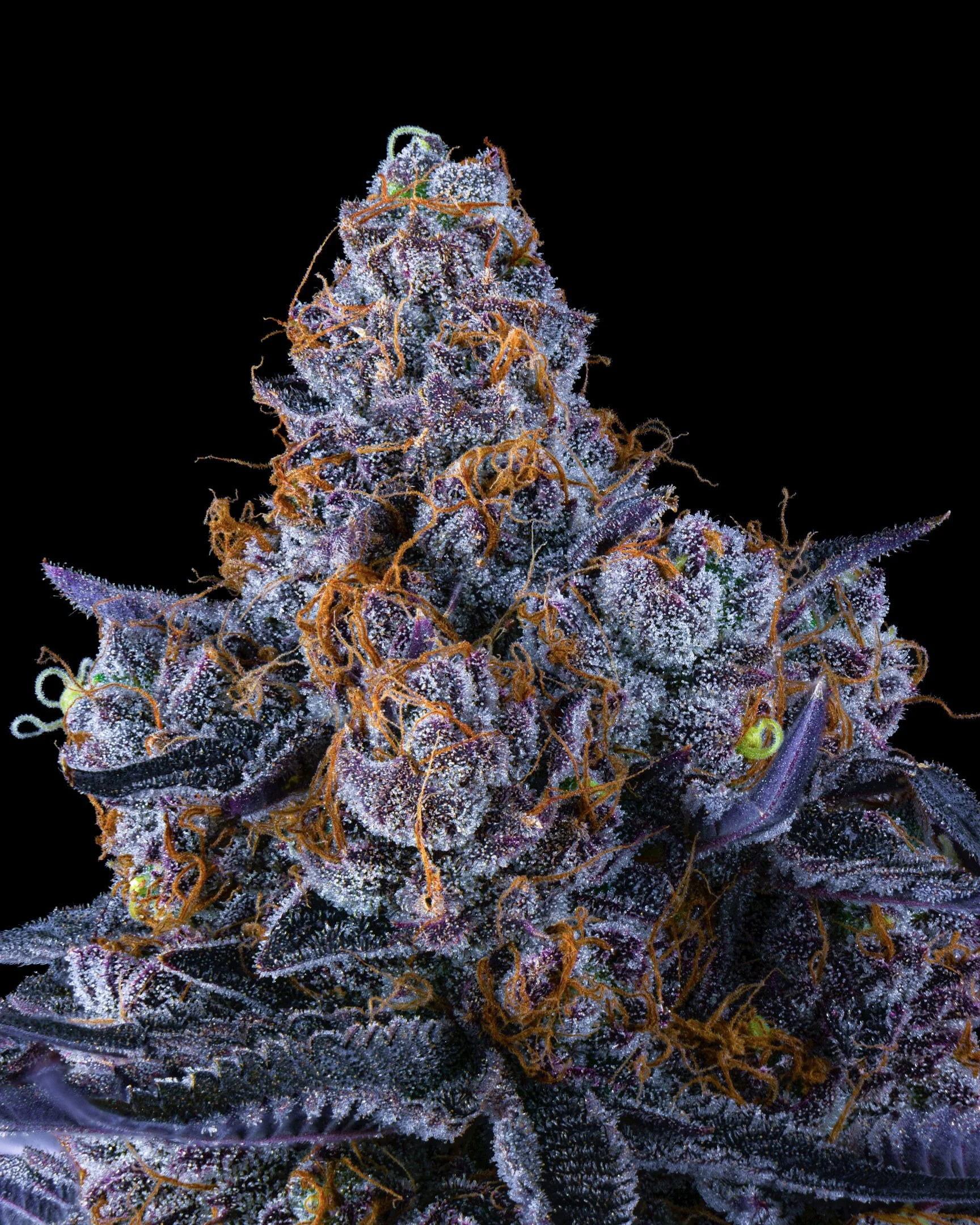 WHITE SKUNK FFF 26-B1-4.jpg