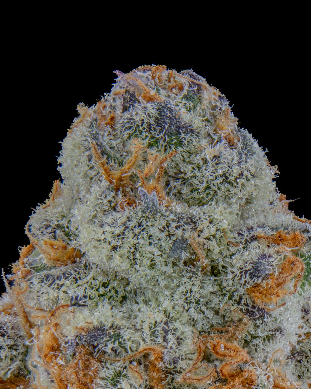 ASTRONAUT STATUS - FUNKS SHOOT 1  - CURED MENU-3.jpg