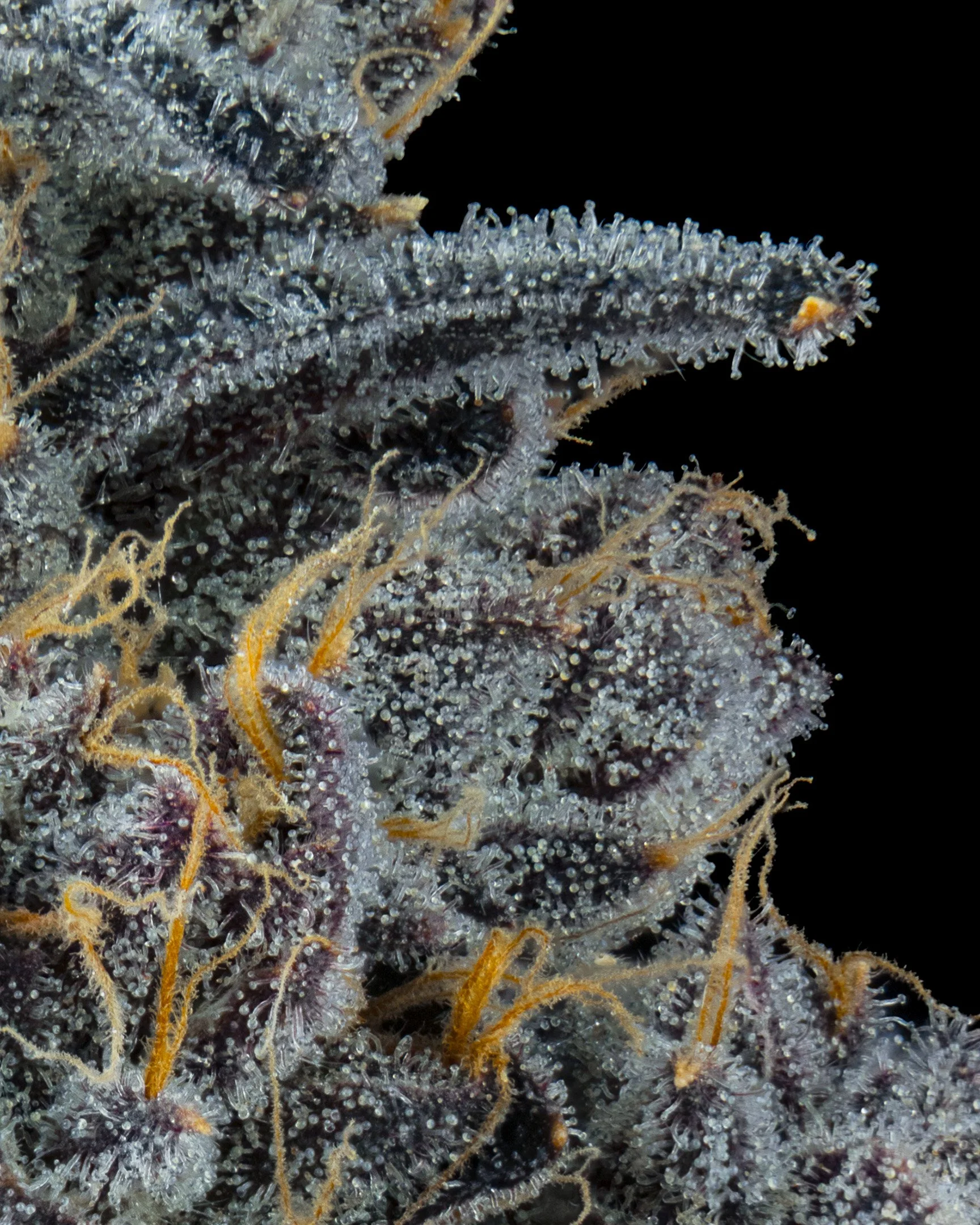 TRAK - EXILE CANNABIS - HARVEST - 9.jpg