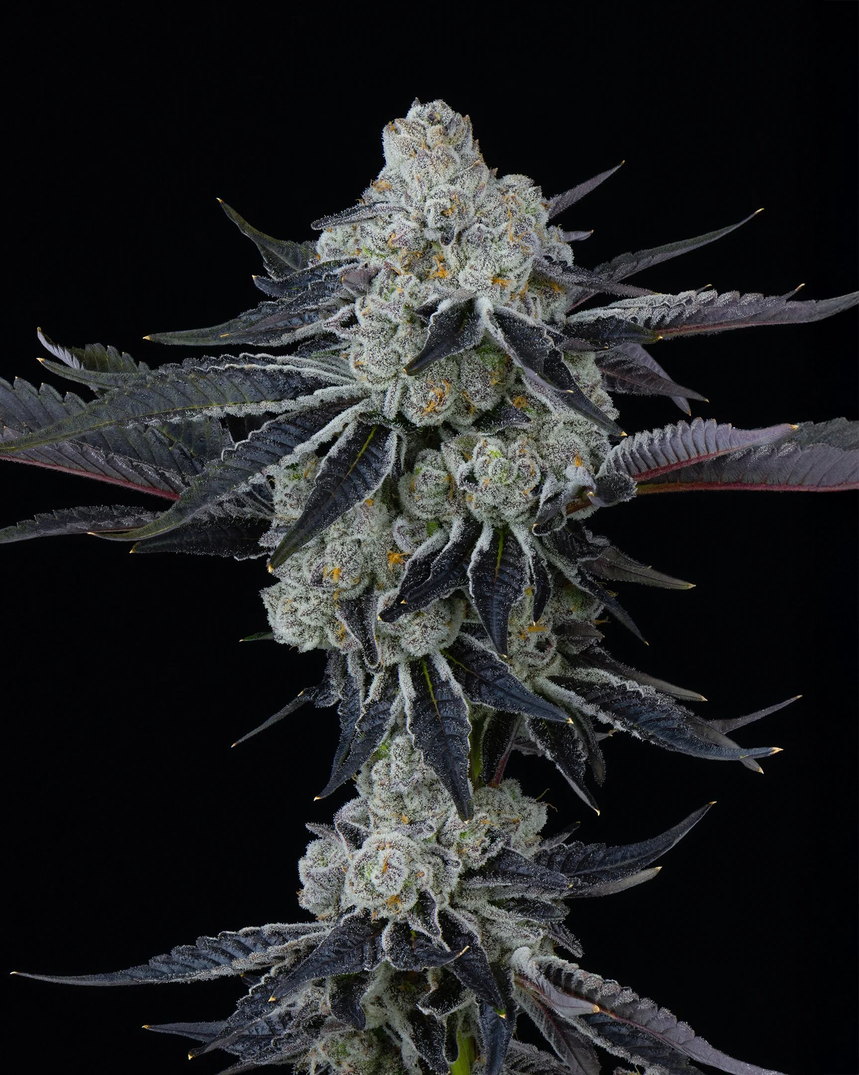 PURPATRON - EXILE CANNABIS - HARVEST - 5.jpg