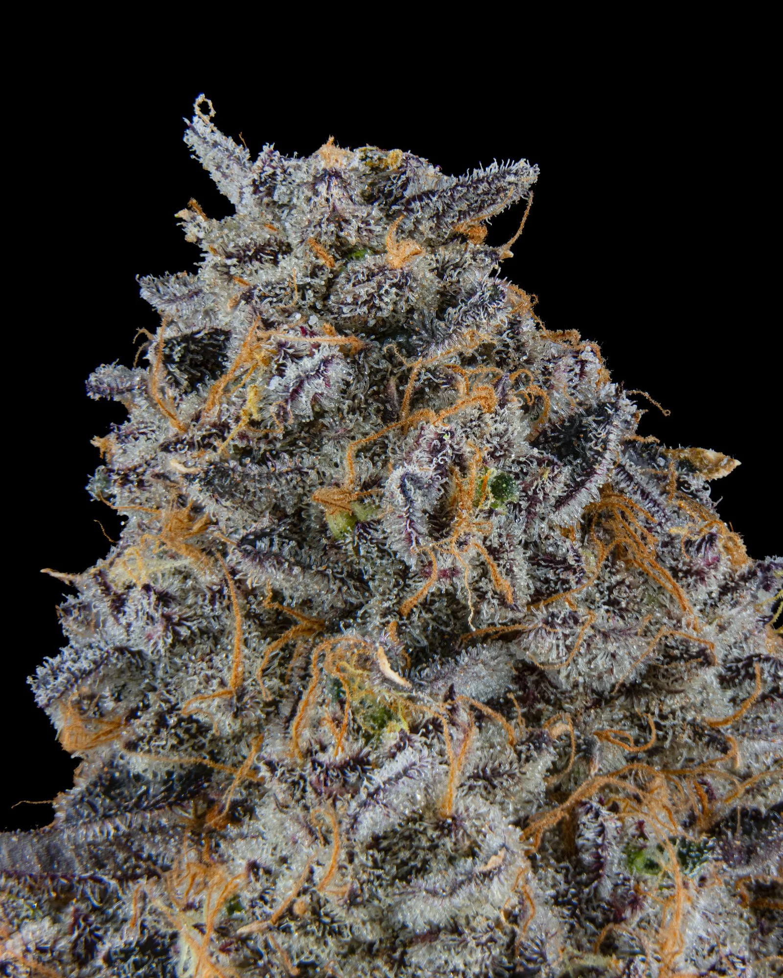 RIVERSIDE VIBES - HARVEST 2 - BOOV-5.jpg