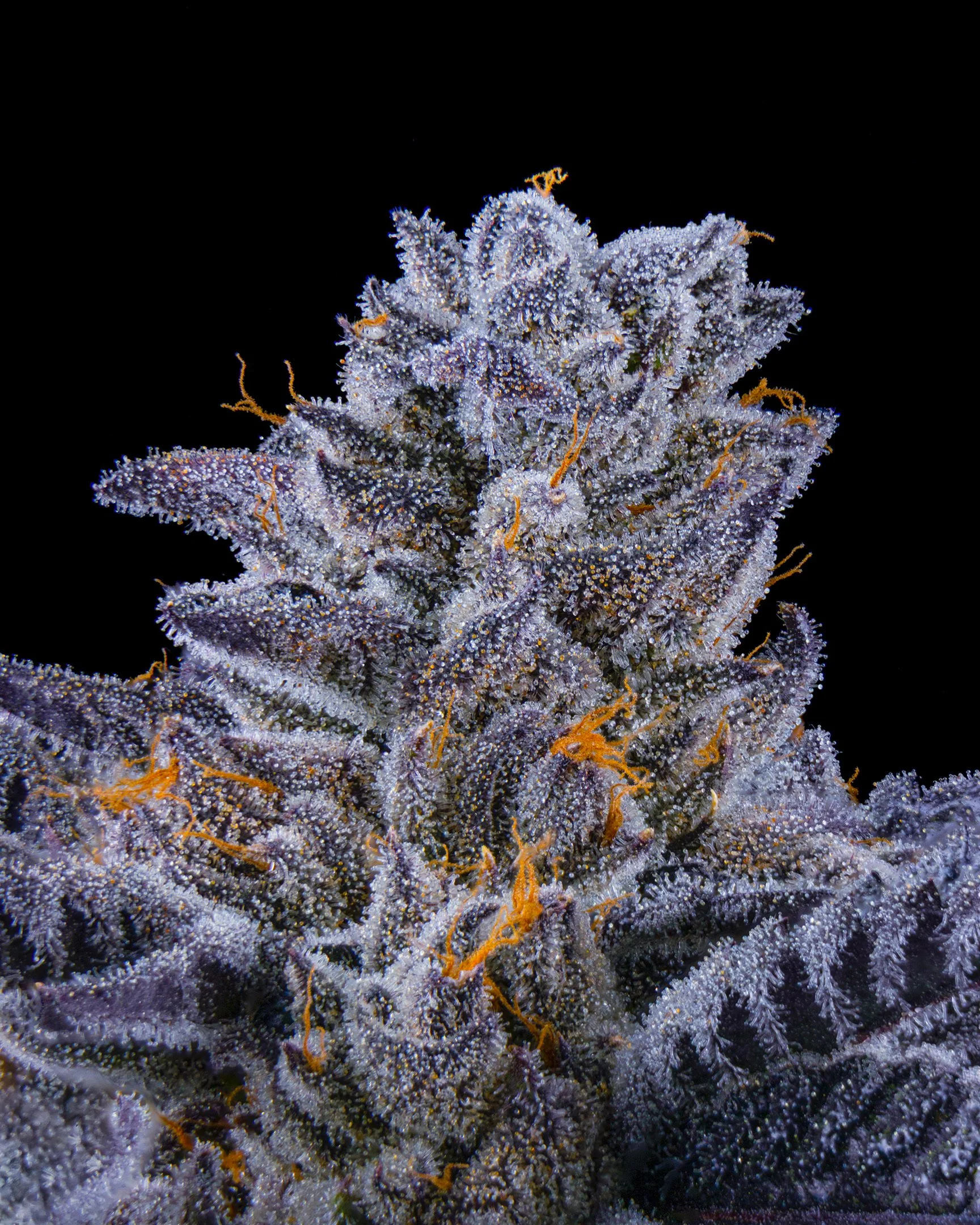 CRUNCH BERRIES EDIT UPDATE - EXILE CANNABIS SHOOT 1.jpg
