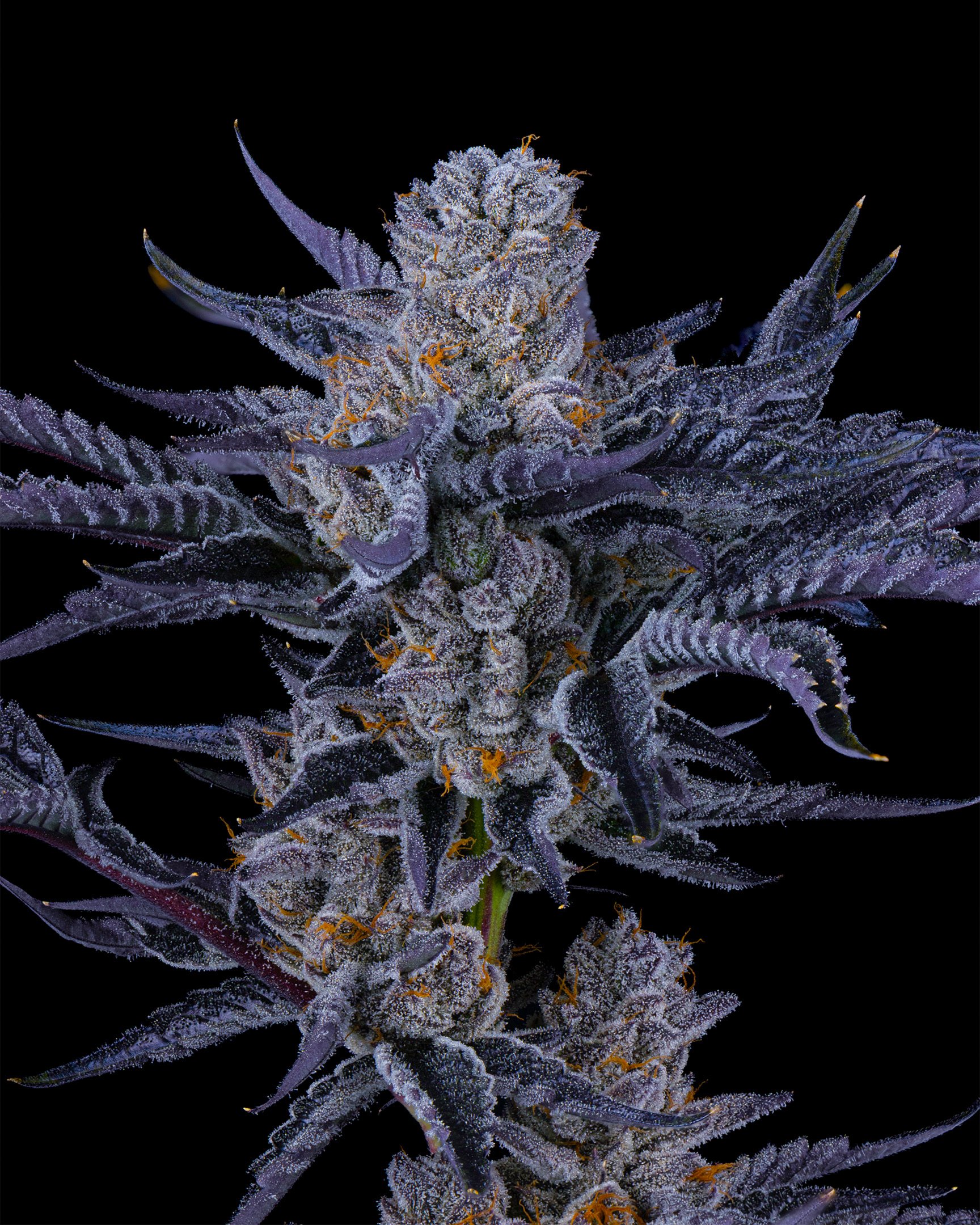 CRUNCH BERRIES EDIT UPDATE - EXILE CANNABIS SHOOT 1-5.jpg