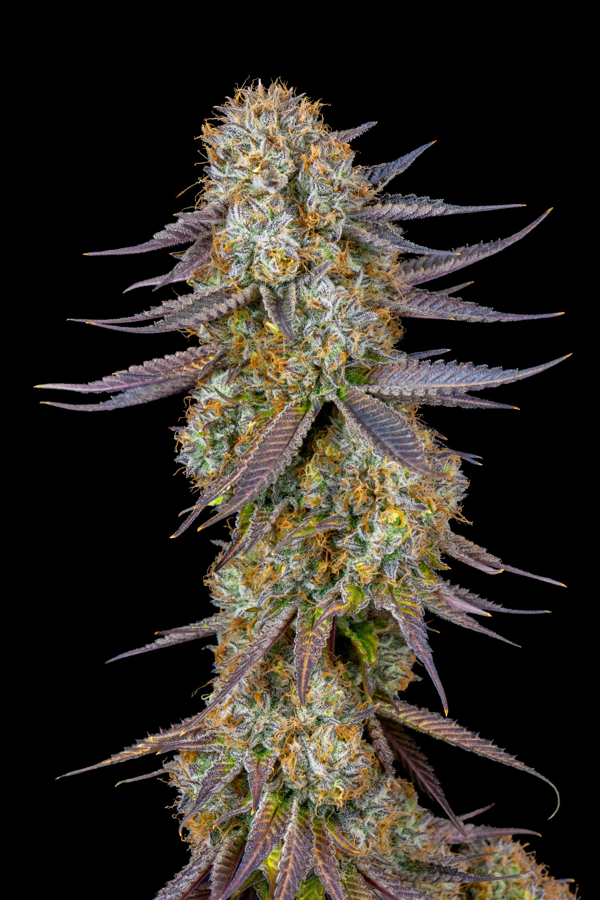 WEBSITE ASSET 2025 L&L cultivation-9.jpg