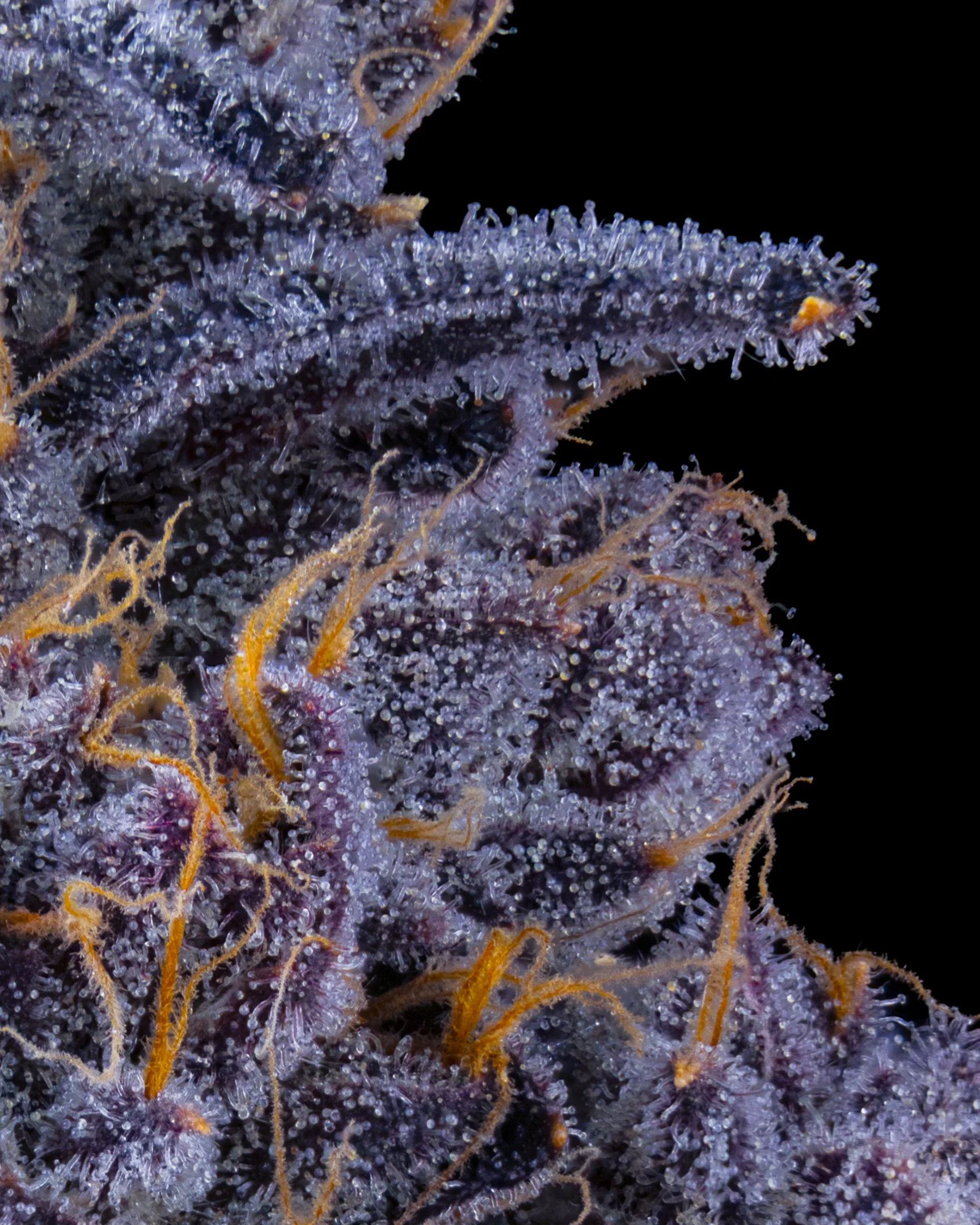 TRACK HAWK EDIT UPDATE - EXILE CANNABIS SHOOT 1-9.jpg