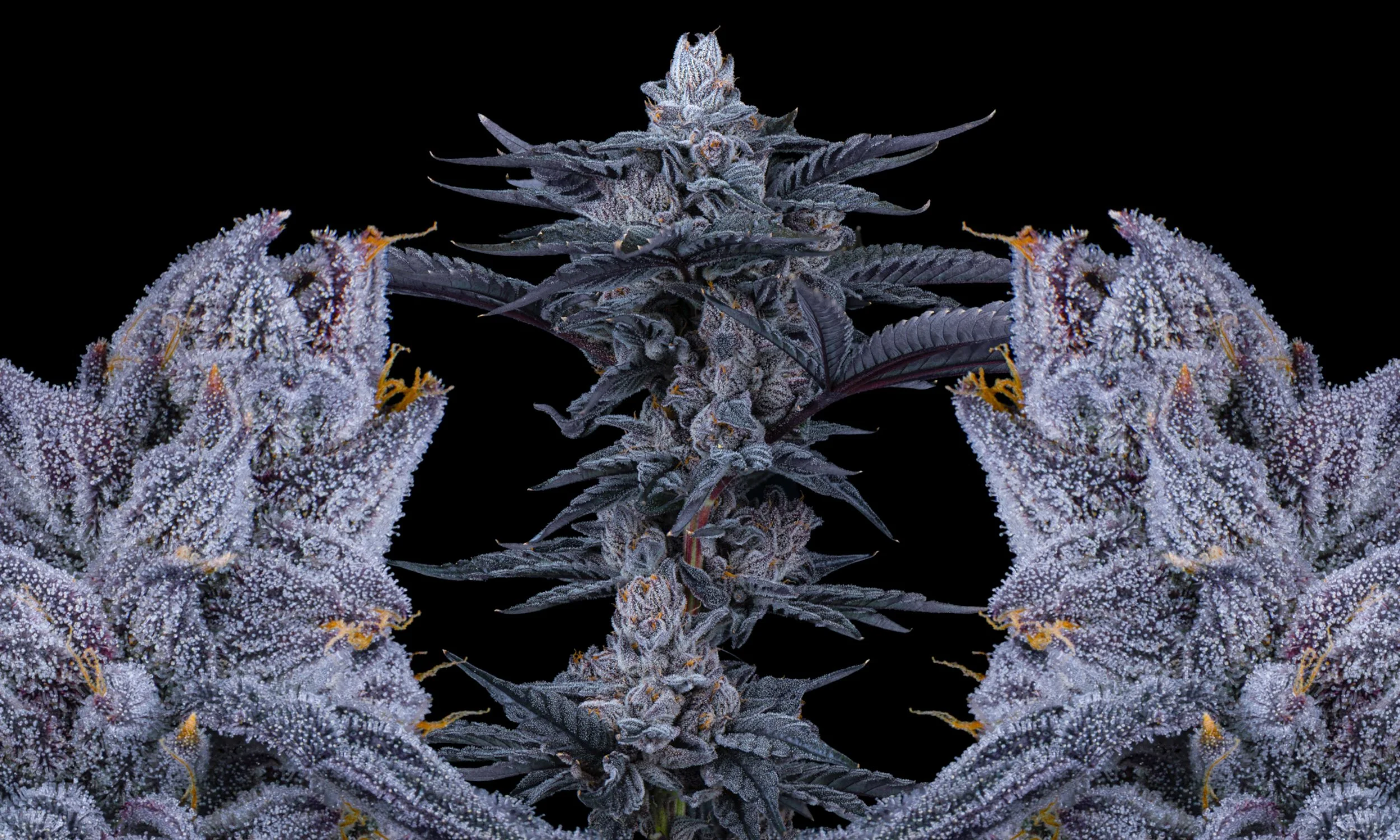 Exile Cannabis - Oklahoma