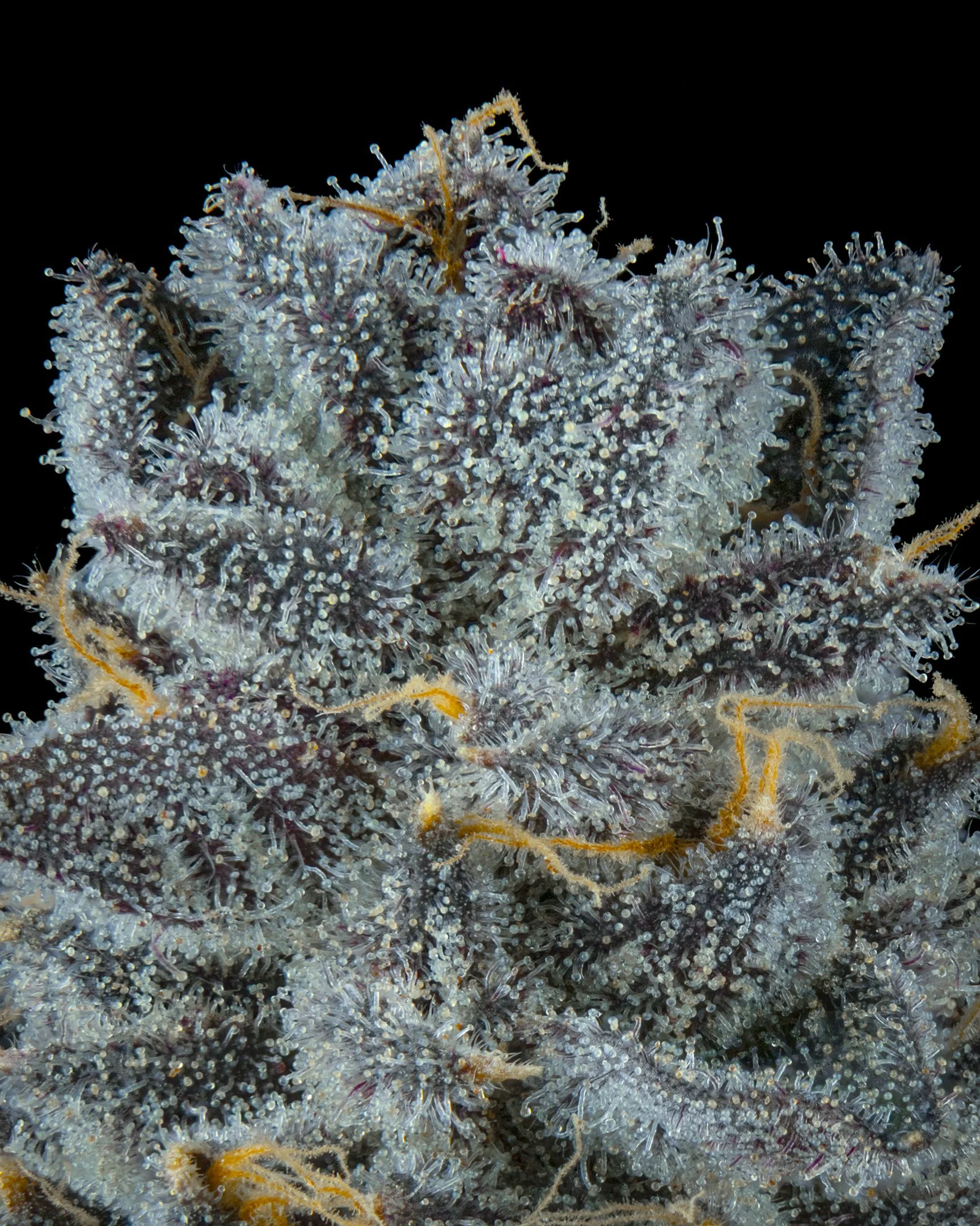 ZAP PRIME - EXILE CANNABIS - HARVEST - 10.jpg