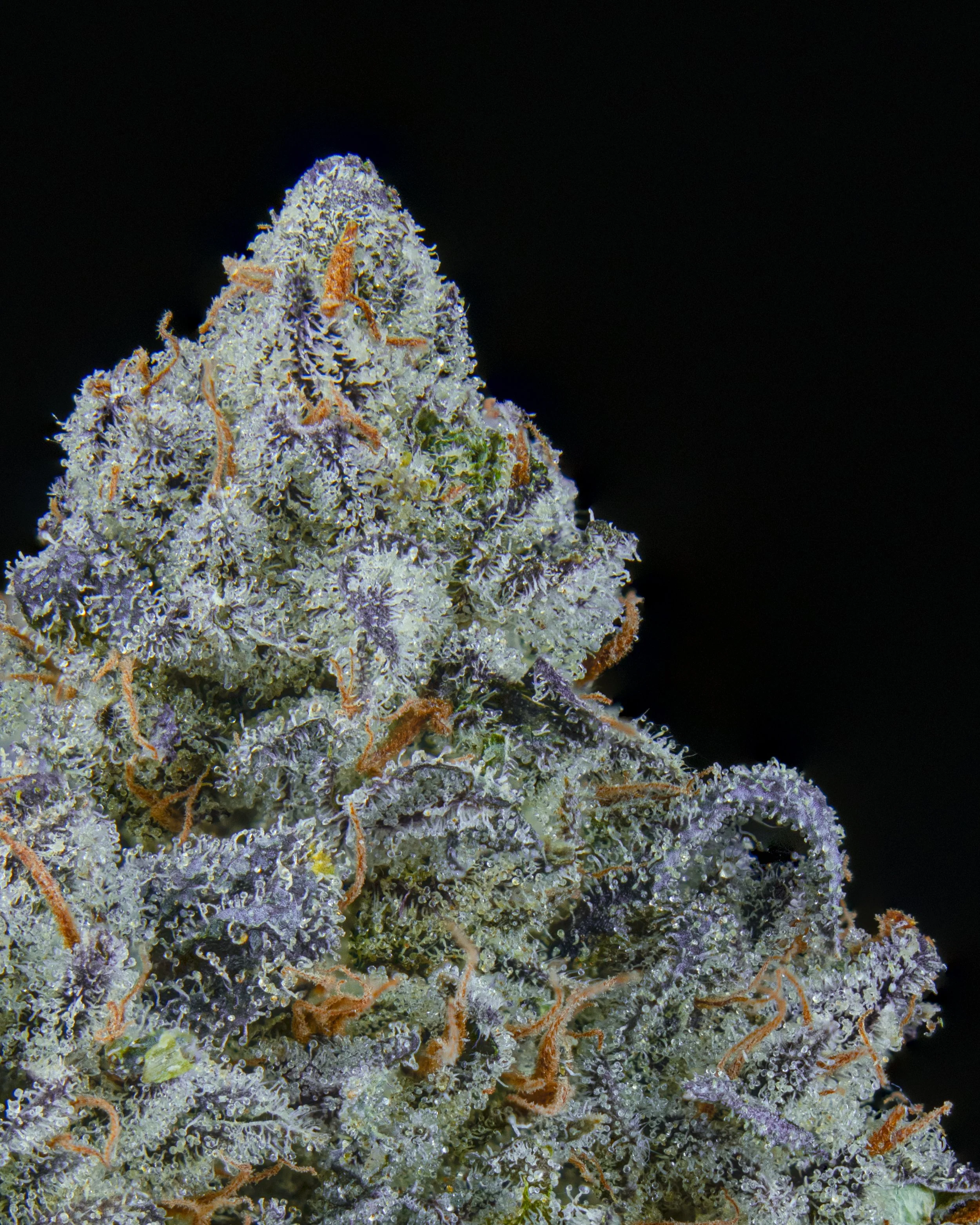 PIT BOSS SINGLE NUG BLACK-2.jpg
