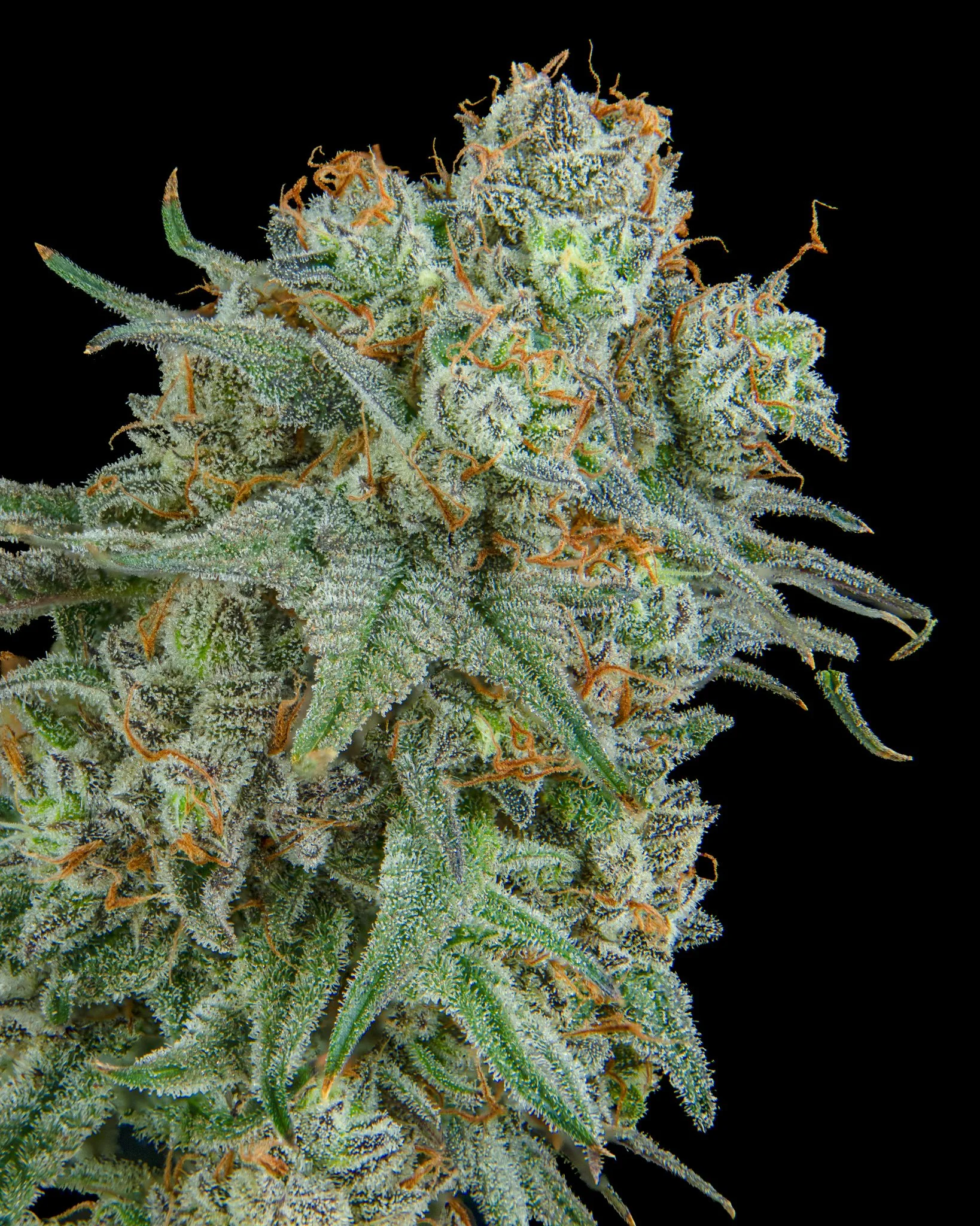 FRUITACIOUS D - RIVERISDE VIBES - HARVEST SHOOT 1-9.jpg