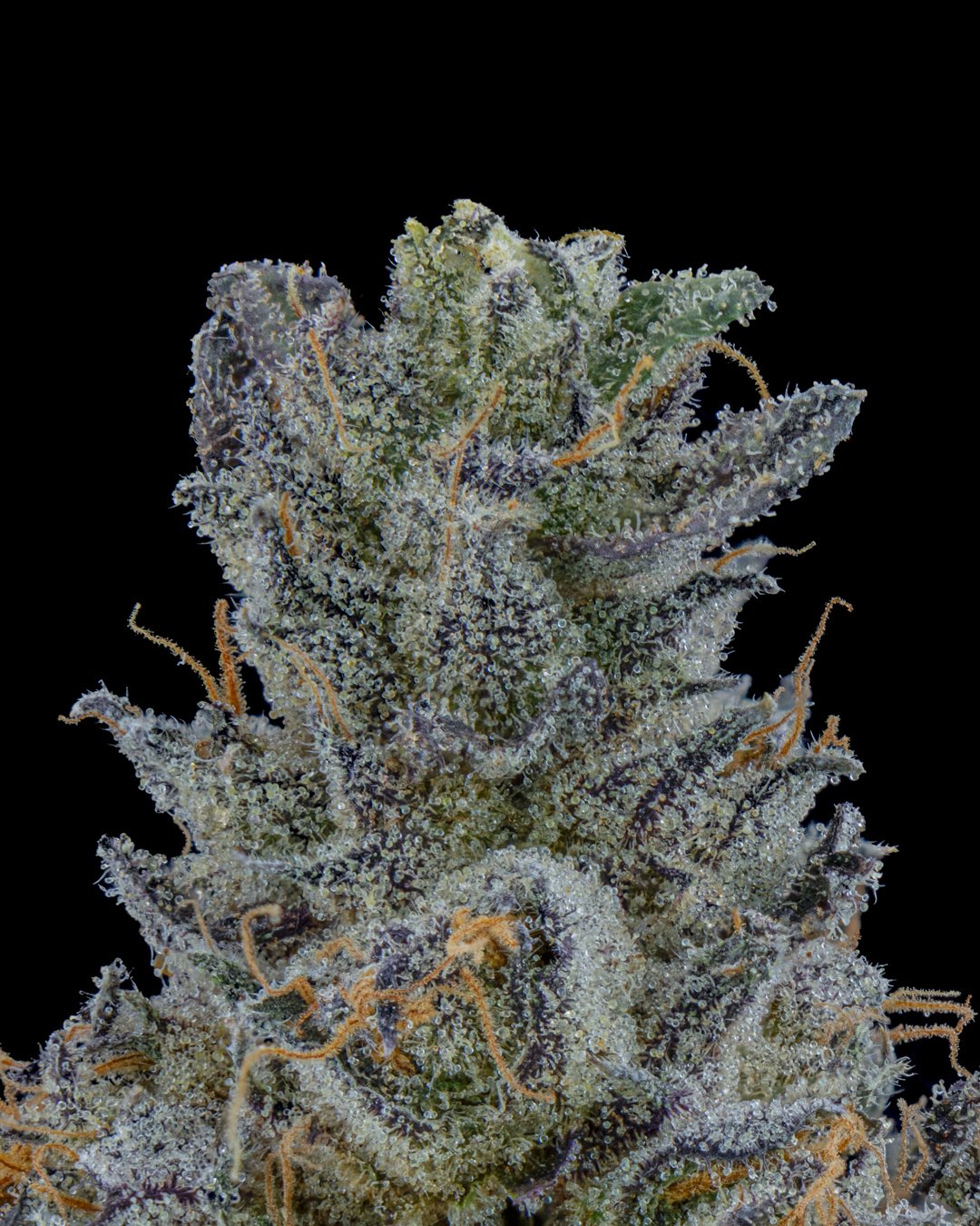 EMERGEN-C - FUNKS SHOOT 1  - CURED MENU-6.jpg