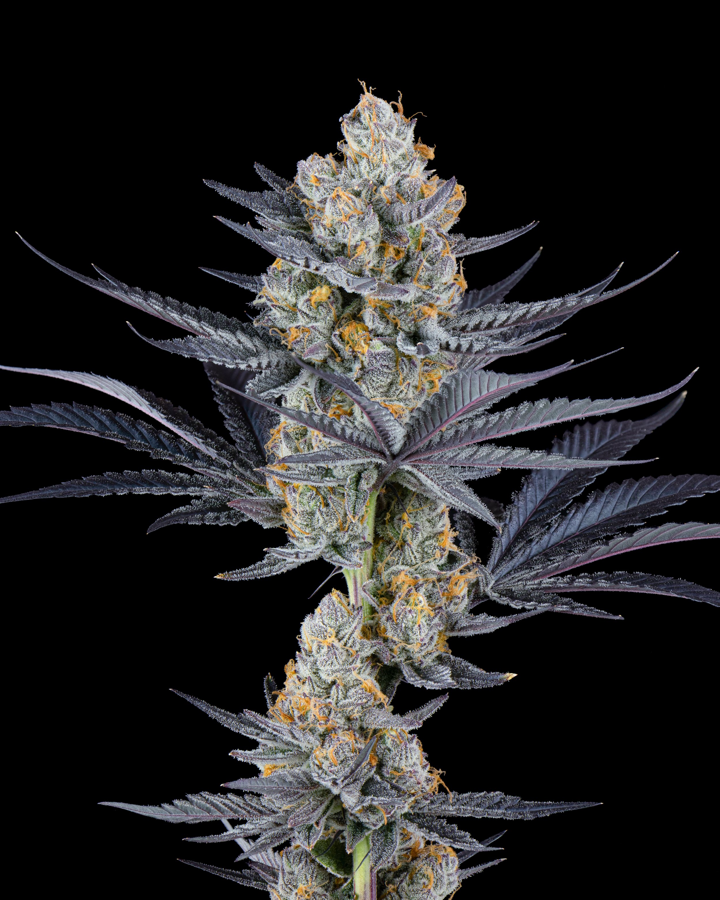 FIRE FRESH B19 HARVEST - TR-2.jpg