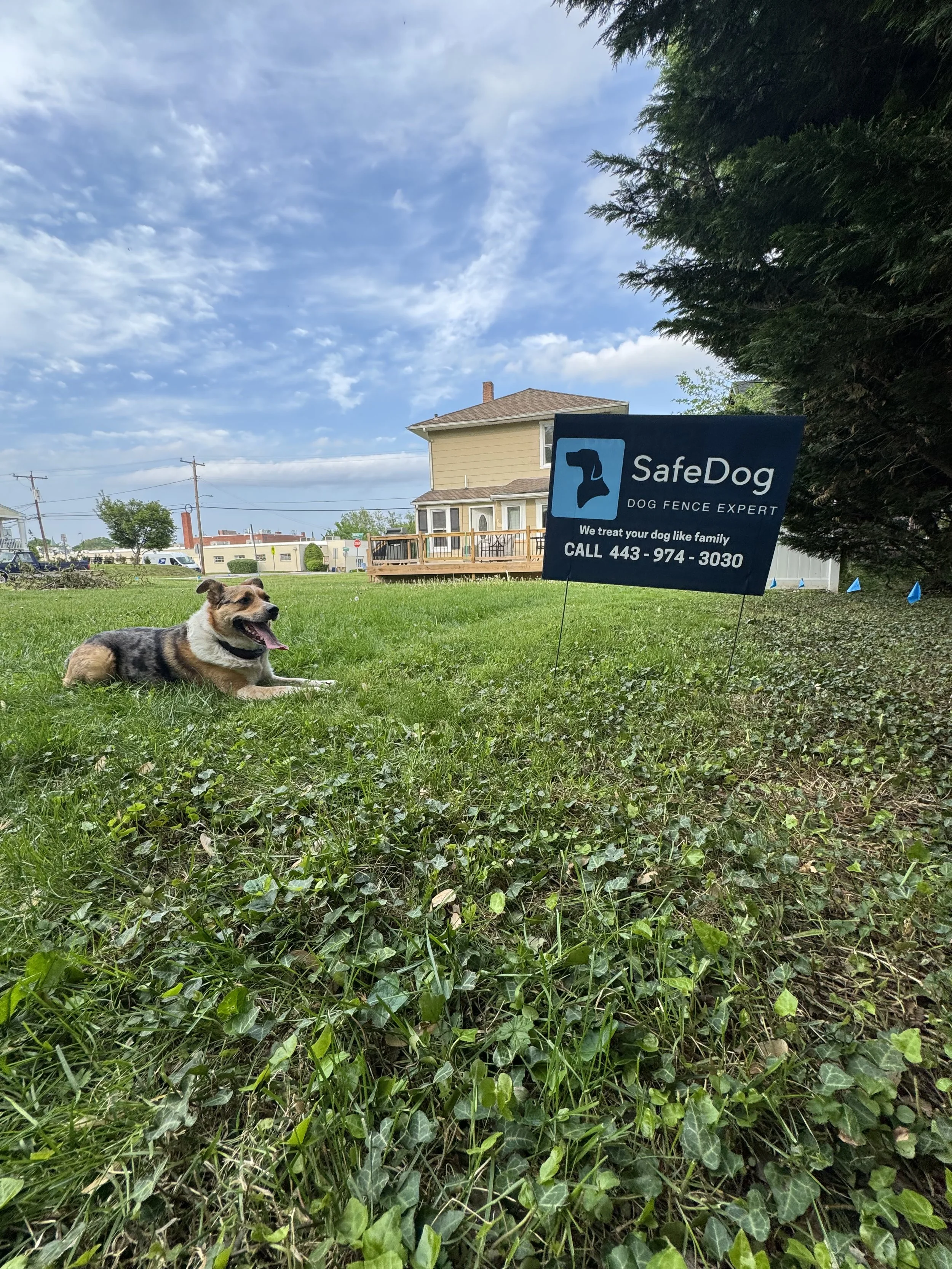 A dog lying on grass near a "SafeDog" dog fence expert sign in front of a house.