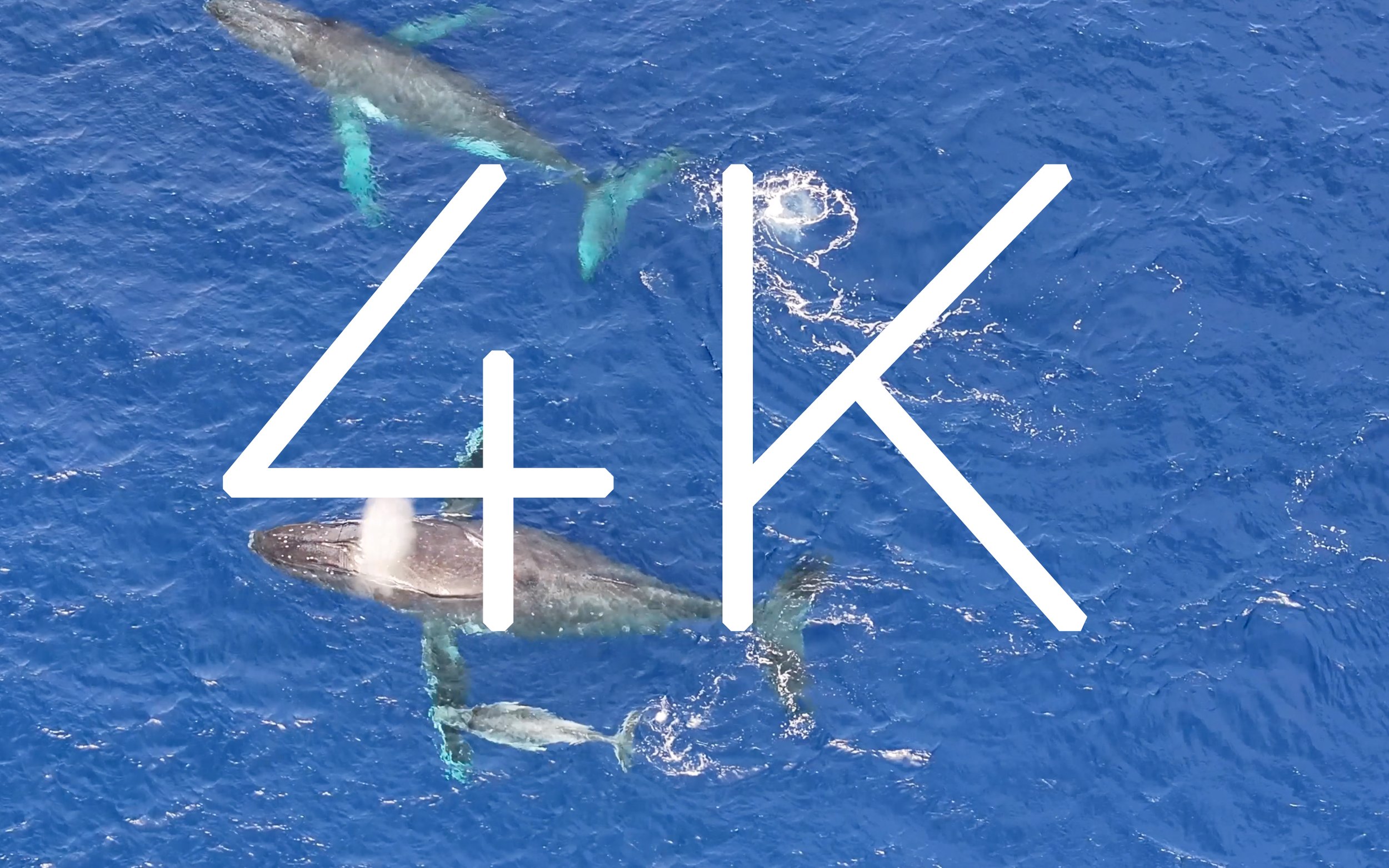 Whale Migration in Tonga, South Pacific. Mother with Calf and Escort