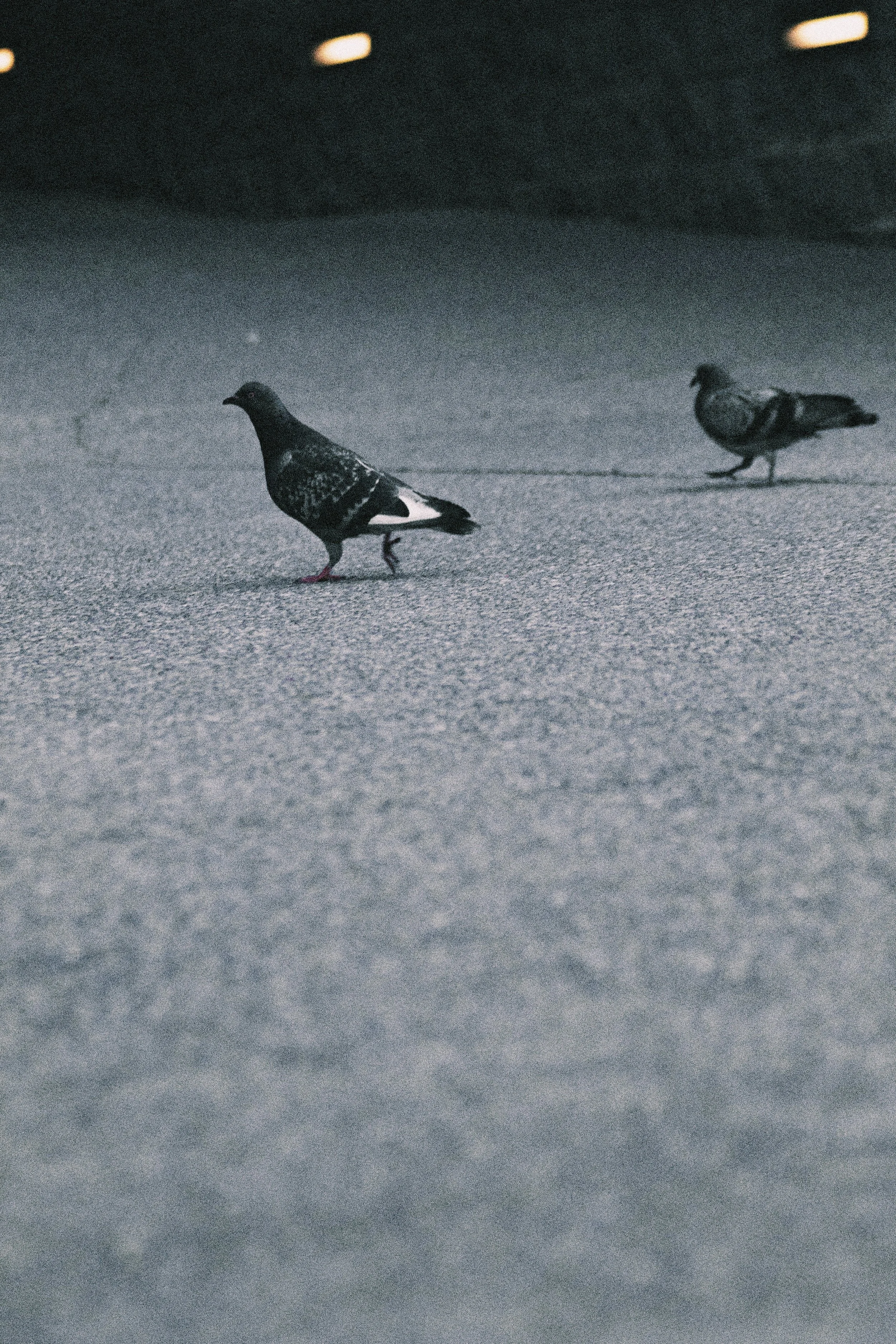 Two pigeons walking on a concrete surface in a dimly lit area.